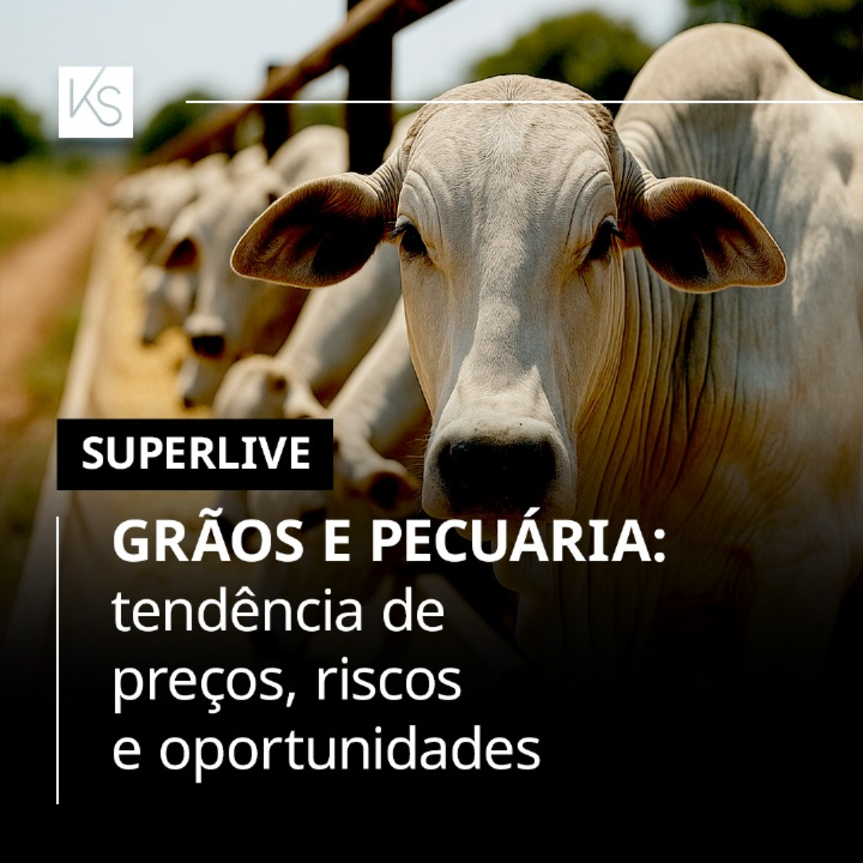 621. Grãos e pecuária: tendência de preços, riscos e oportunidades episode artwork