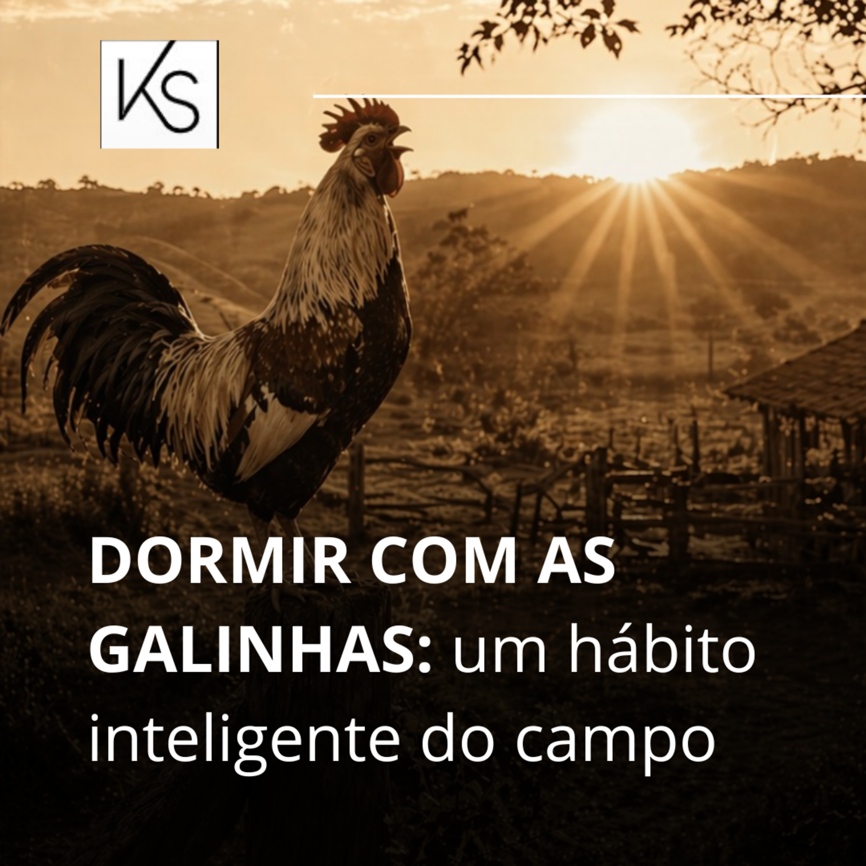 930. Dormir com as galinhas: um hábito inteligente do campo episode artwork