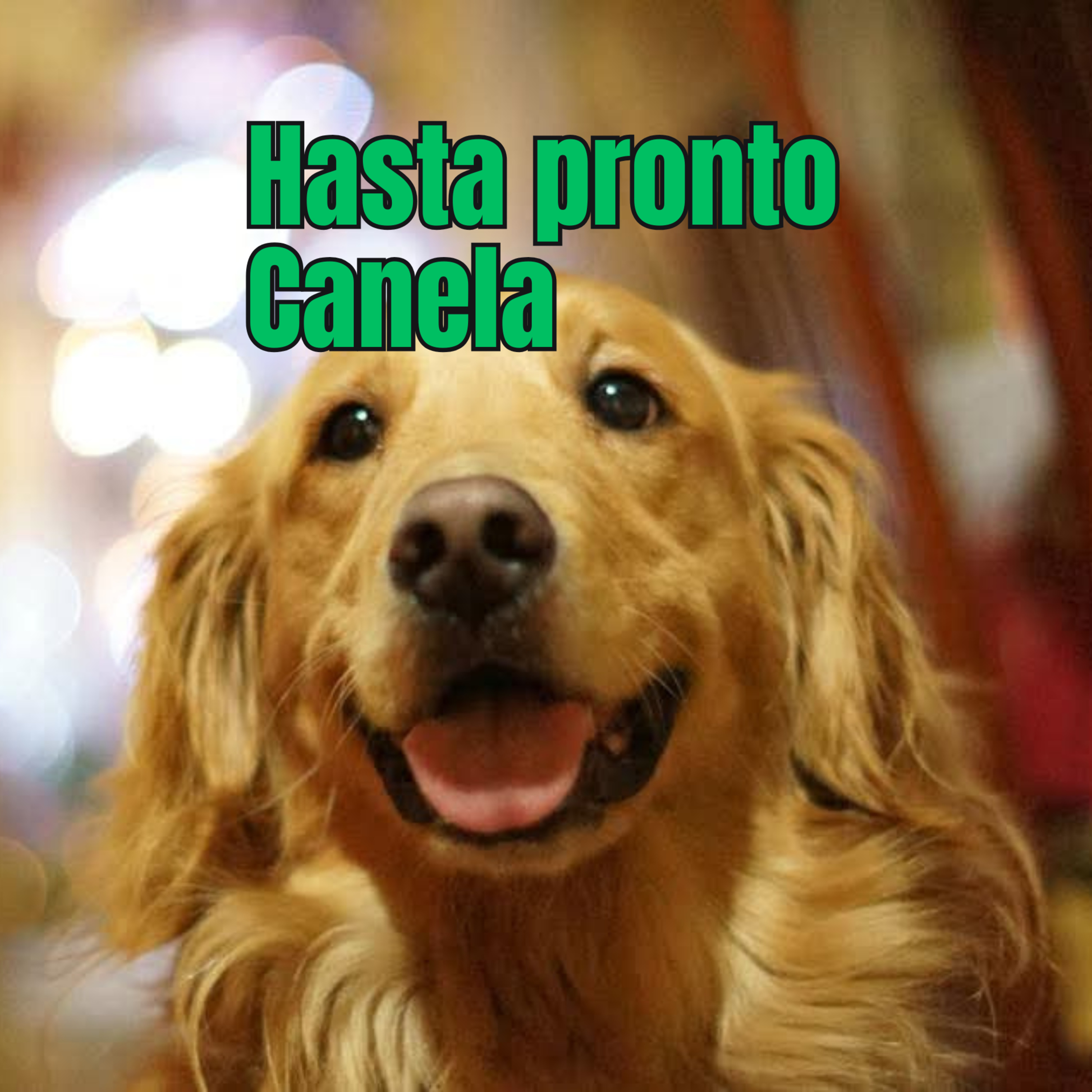 Murió mi mascota Canela 💔 La despedida más difícil de mi vida episode artwork