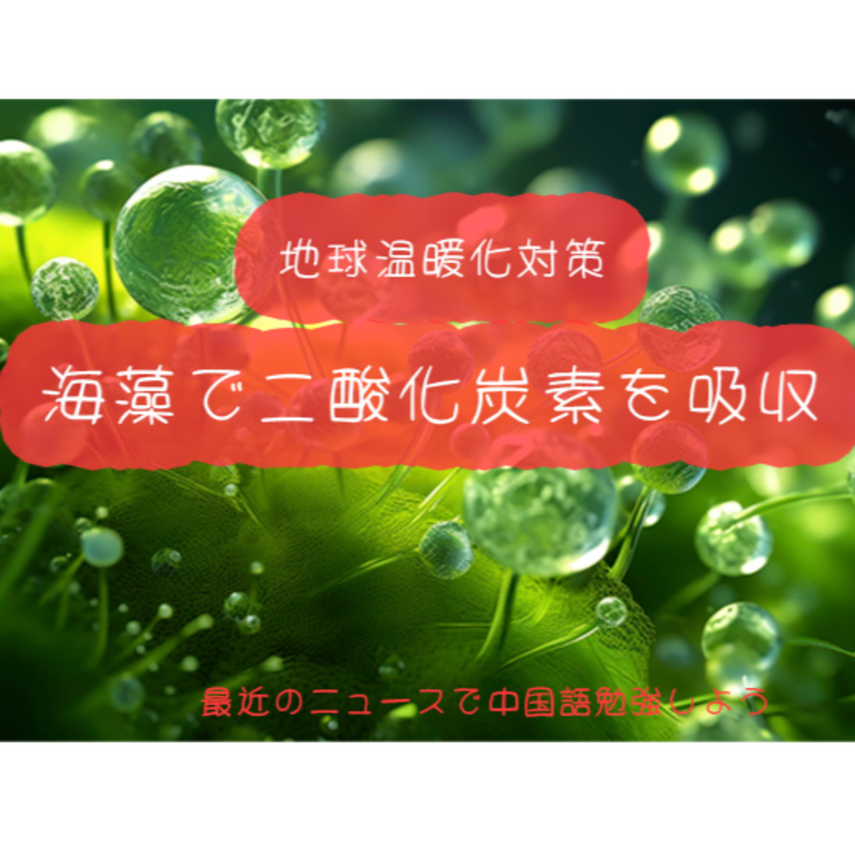 海藻で二酸化炭素を吸収 中国語 リスニング 聴解 ニュース