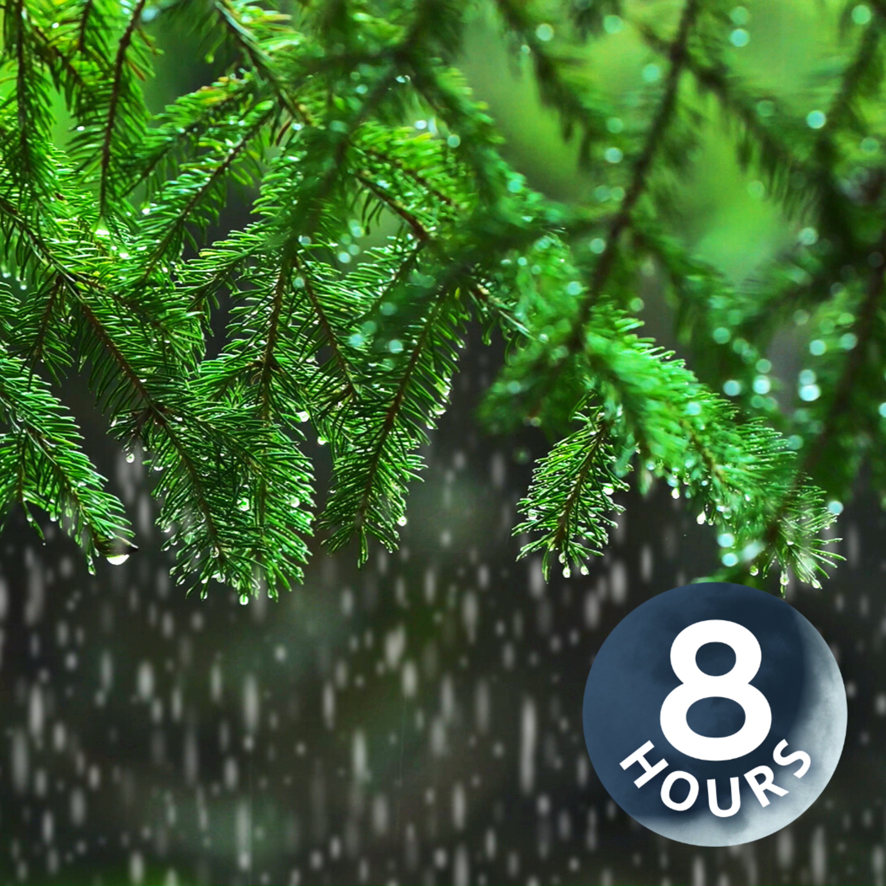 Light Rain in the Woods 8 Hours I Relaxing Rainstorm White Noise for Sleep Light Rain in the Woods 8 Hours I Relaxing Rainstorm White Noise for Sleep