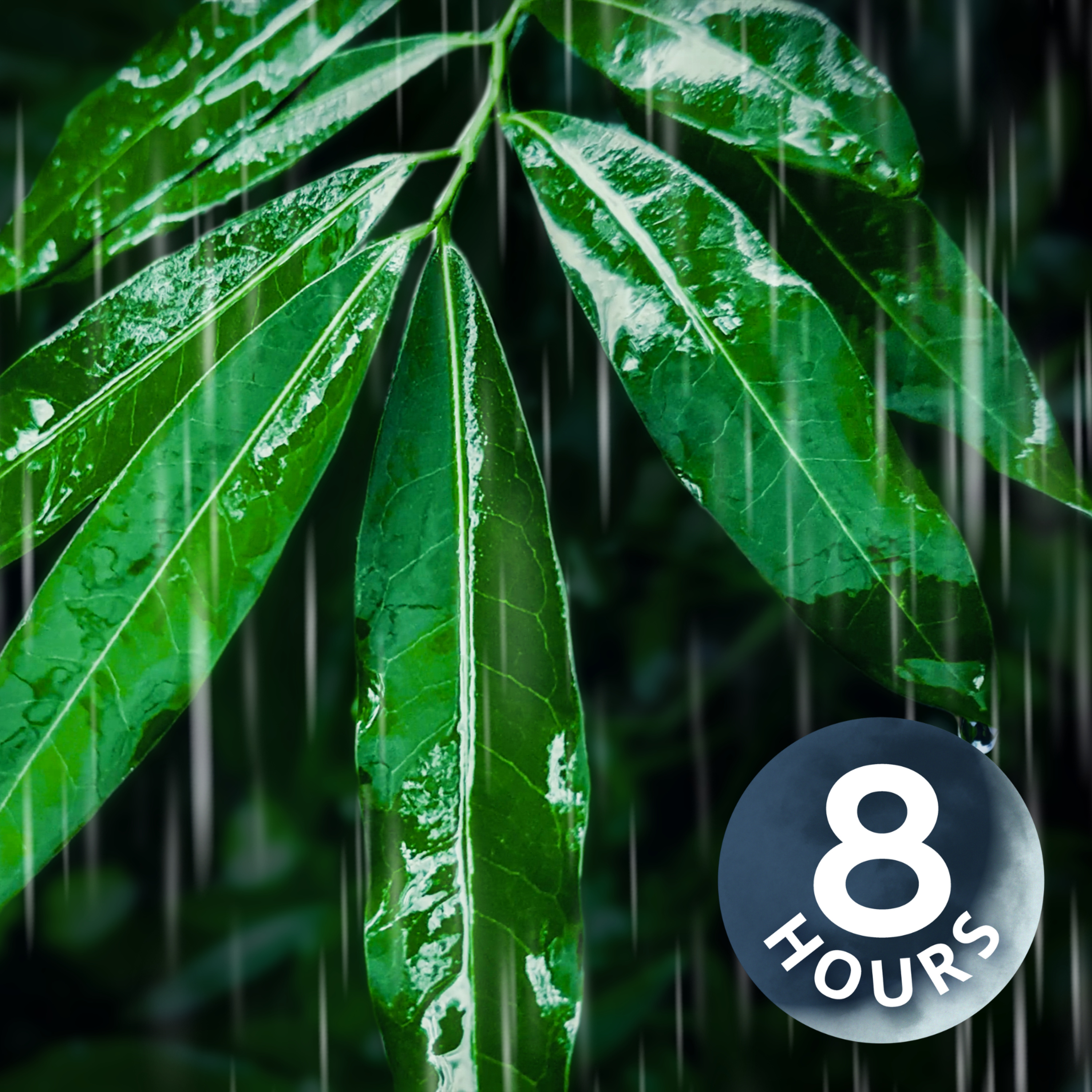 Rain Sounds for Peaceful Sleep | 8 Hours