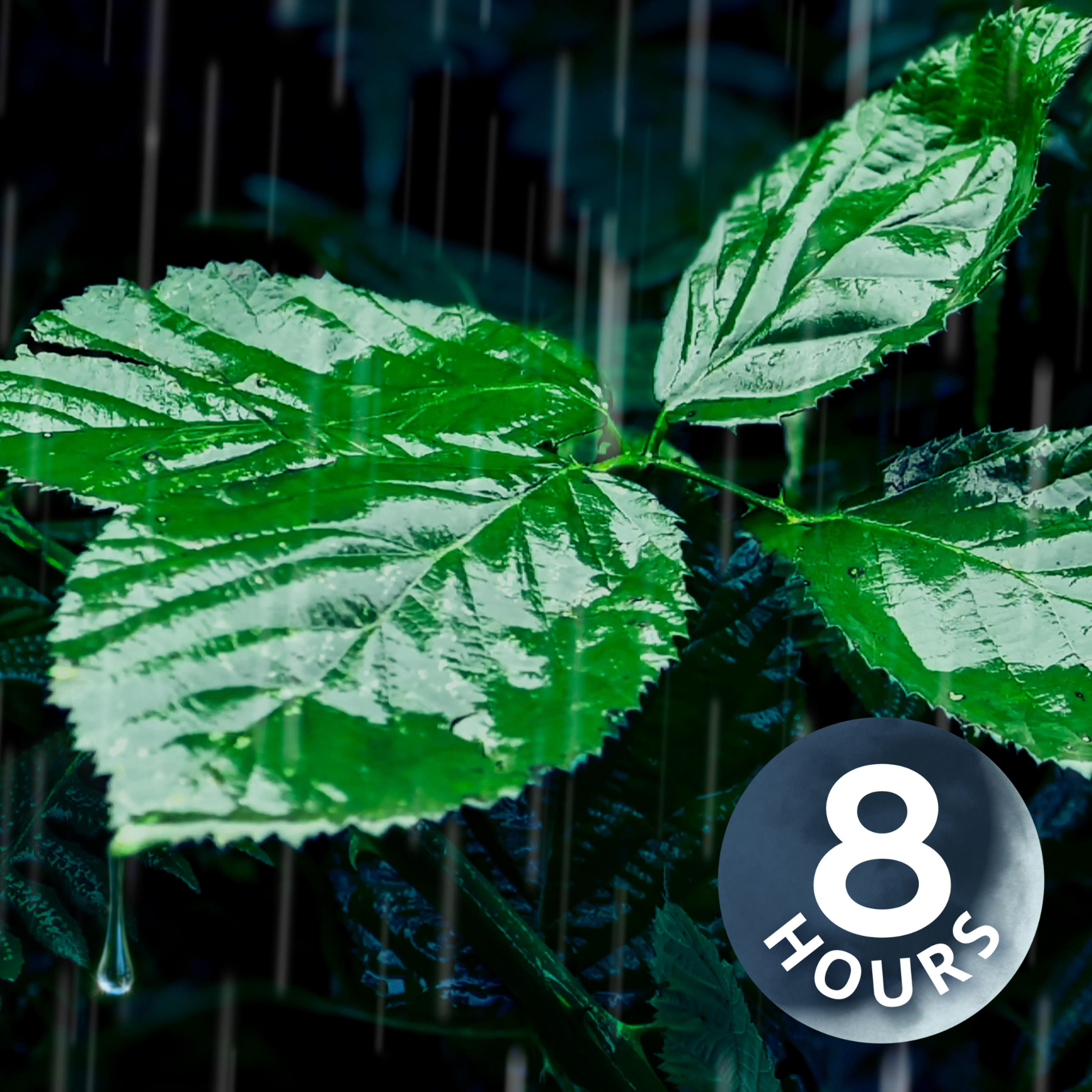 Relaxing Rain Noise for Sleep, Relaxation, & Total Tranquility 12-Hours