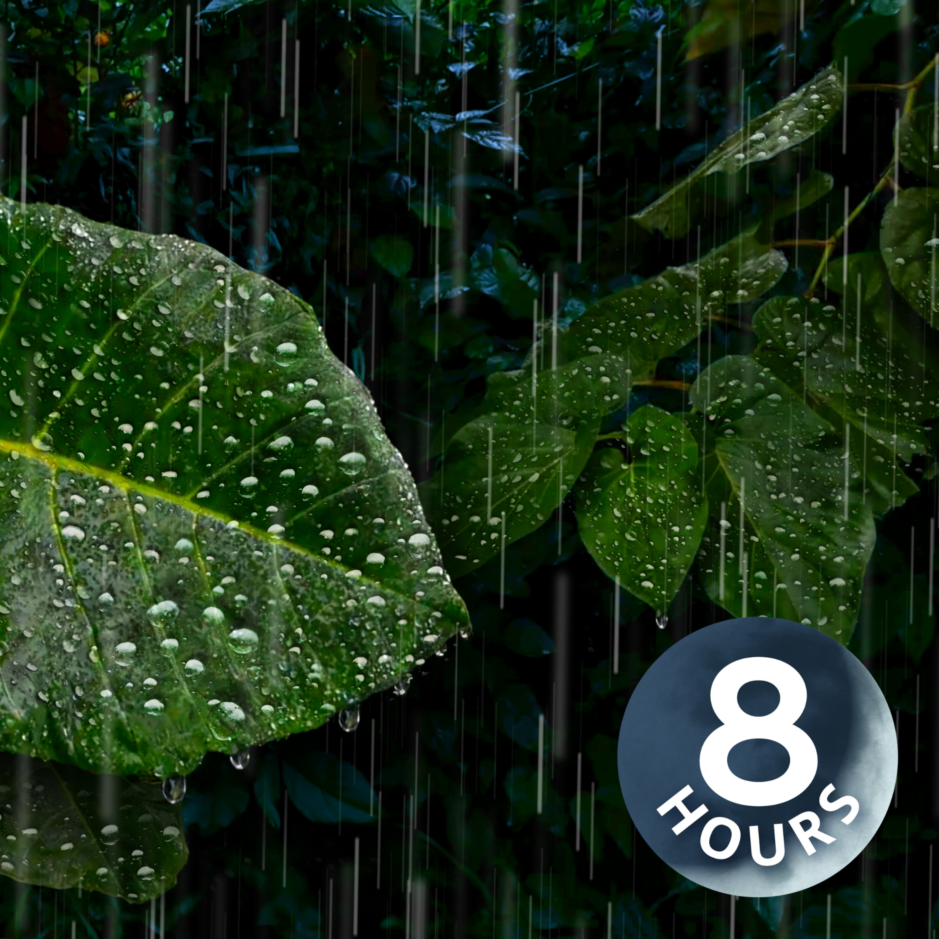 Heavy Rain Sounds Deep in the Rainforest | 8 Hour Rain White Noise for Deep Sleep