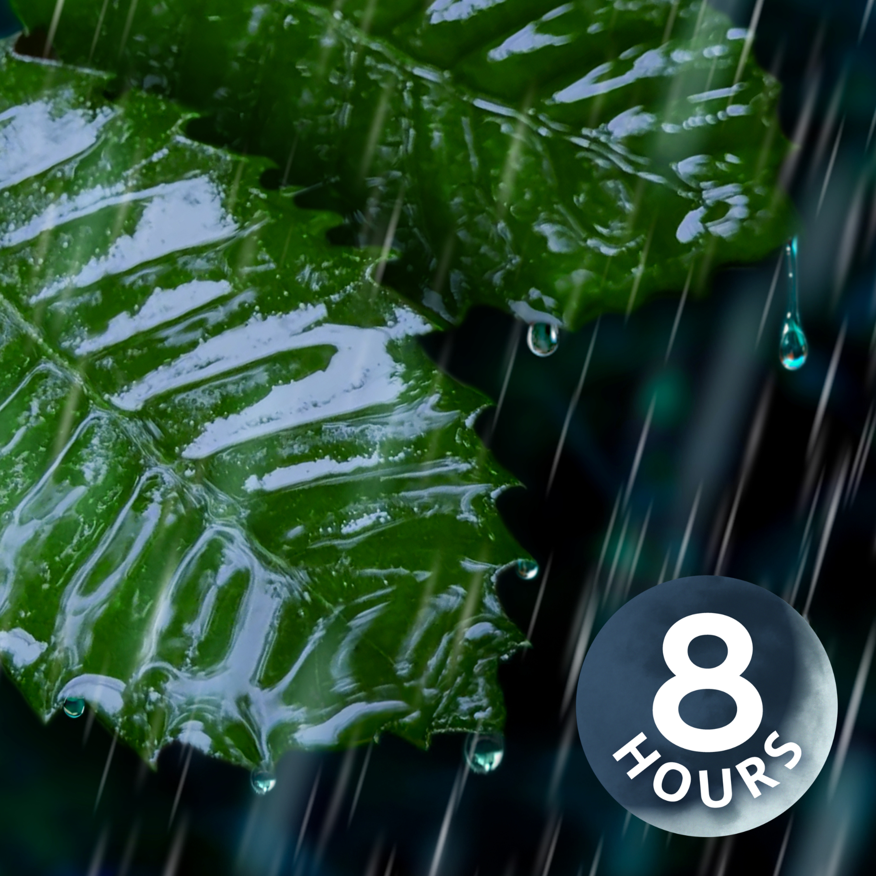 Sleep Better with Rain on Leaves! | 8 Hour Rain Sounds for Sleeping Sleep Better with Rain on Leaves! | 8 Hour Rain Sounds for Sleeping