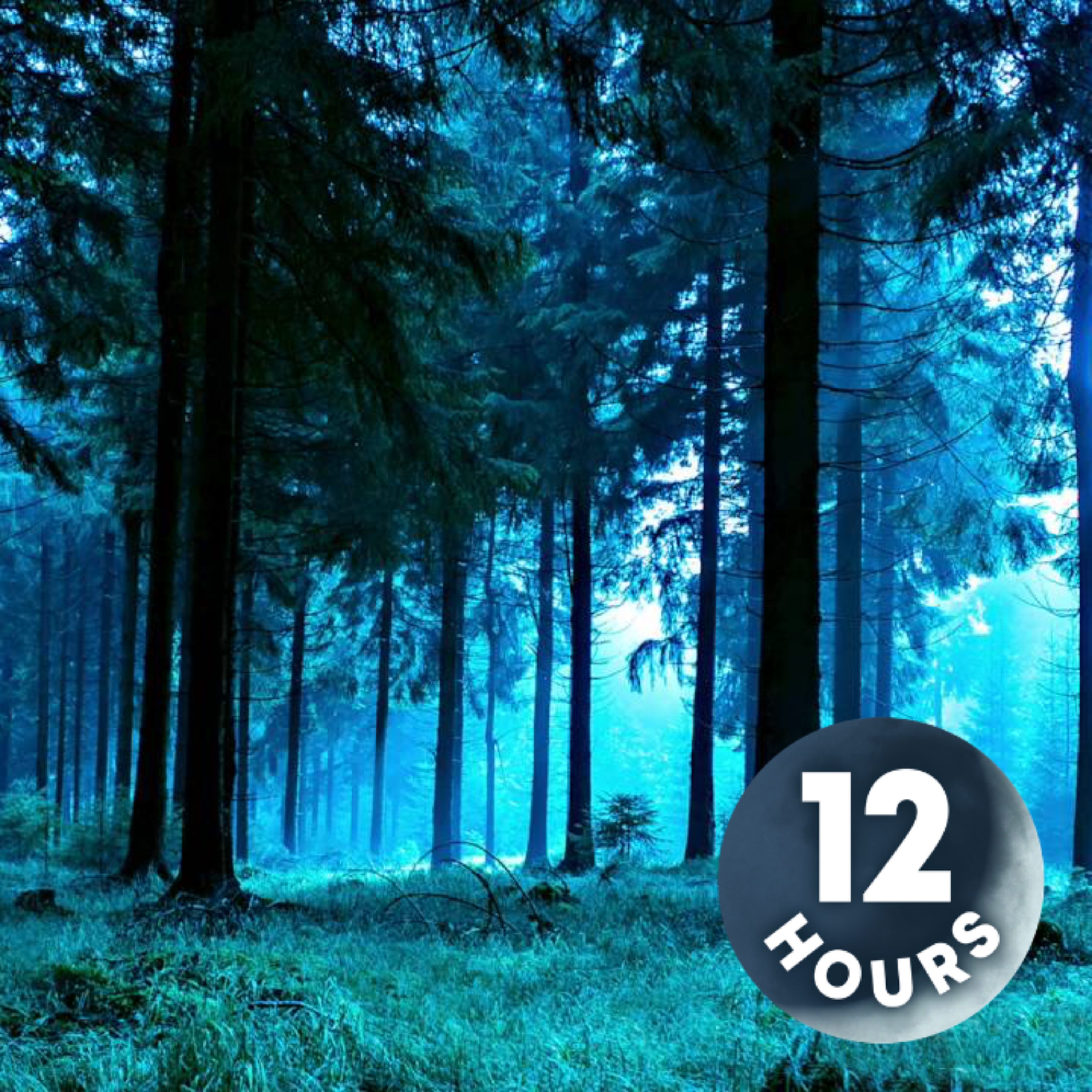 Forest Night Nature Sounds for Sleep or Studying | White Noise 12 Hours