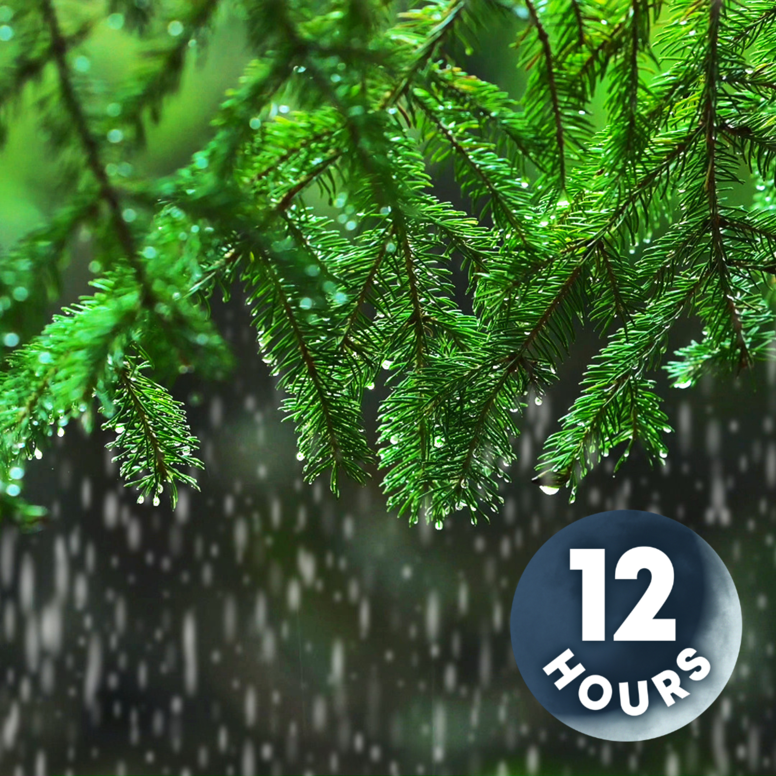 Light Rain in the Woods 12 Hours I Relaxing Rainstorm White Noise for Sleep episode artwork