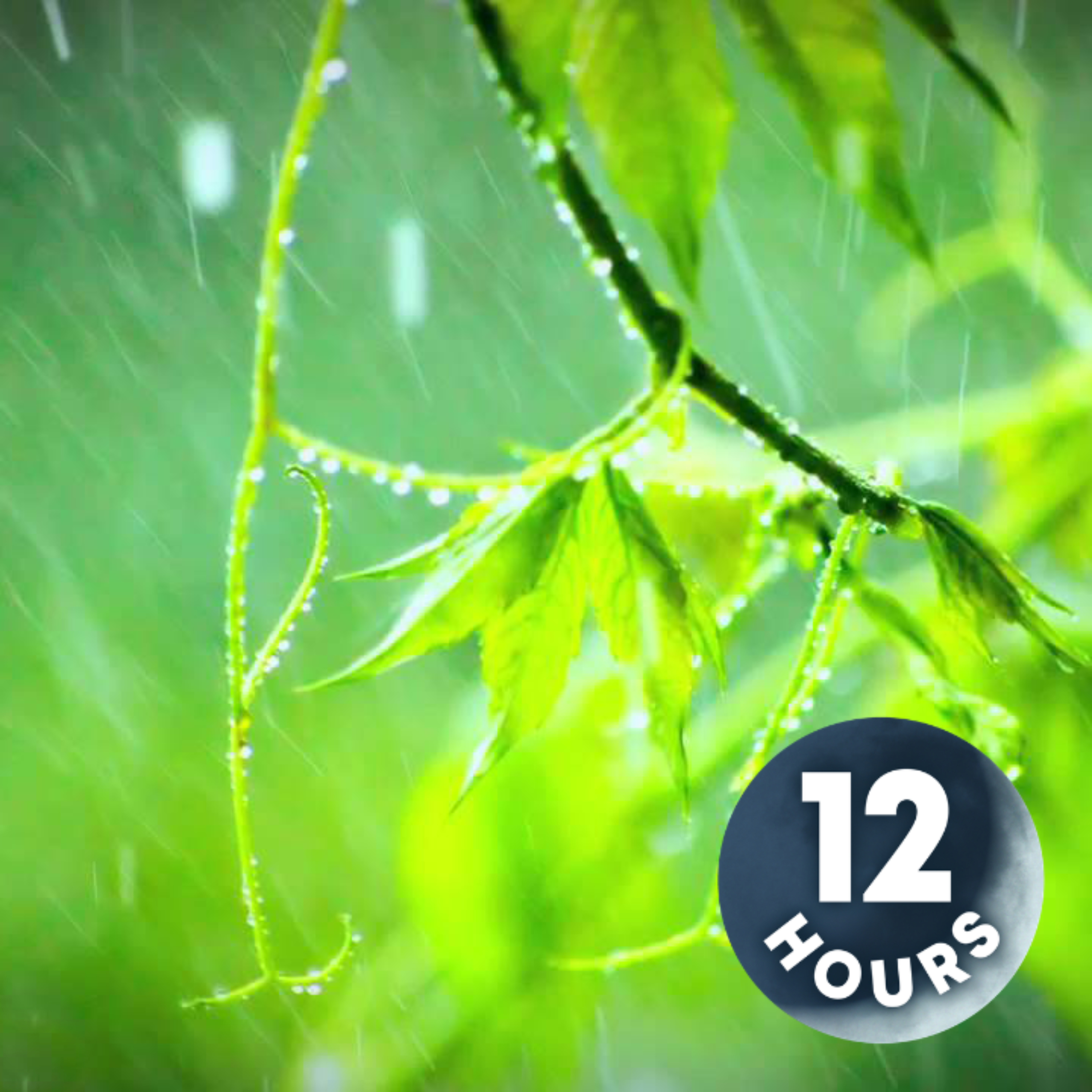12 Hours Rain Sounds for Sleep, Relaxation or Focus episode artwork