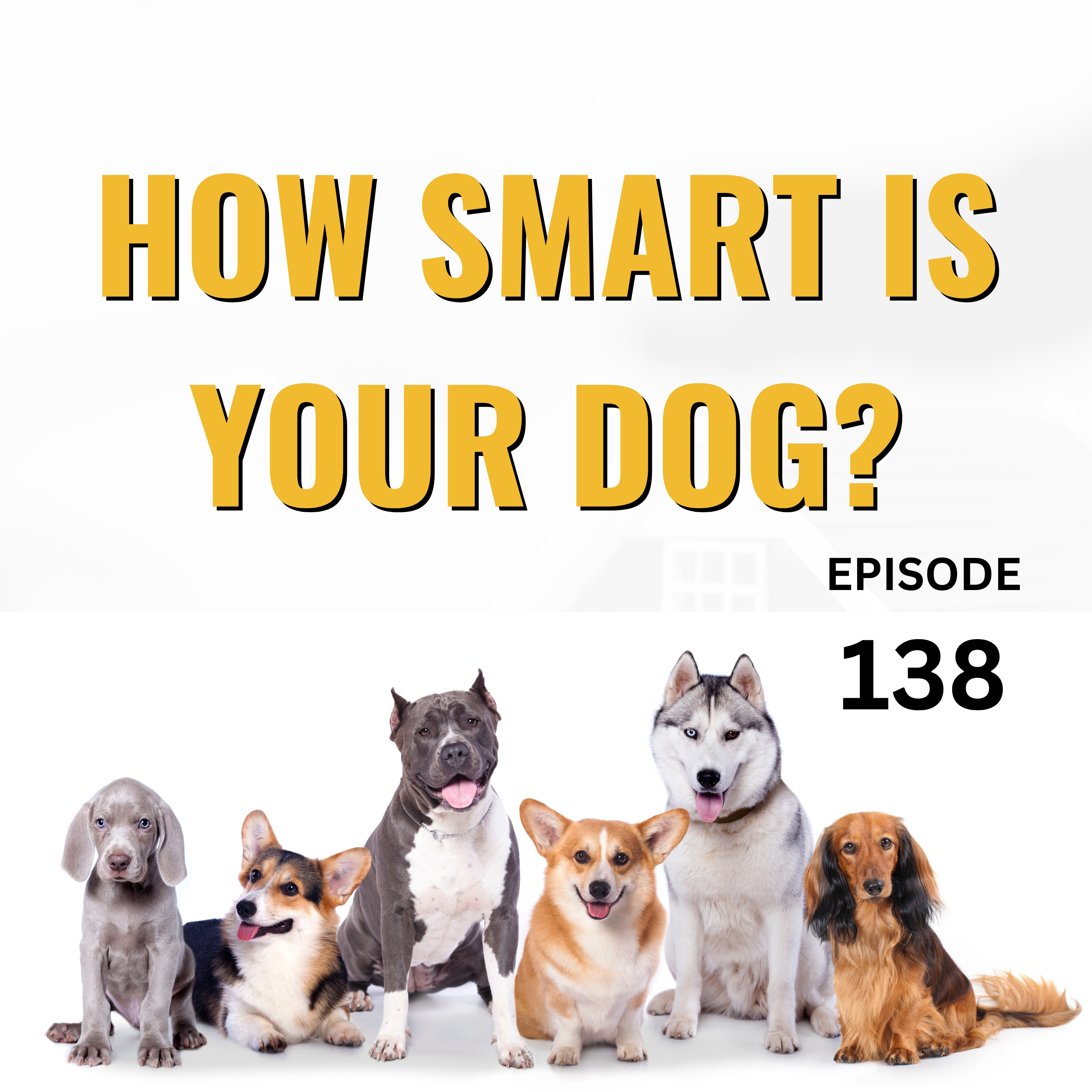 Canine IQ: Do You Have A Smart Dog? episode artwork