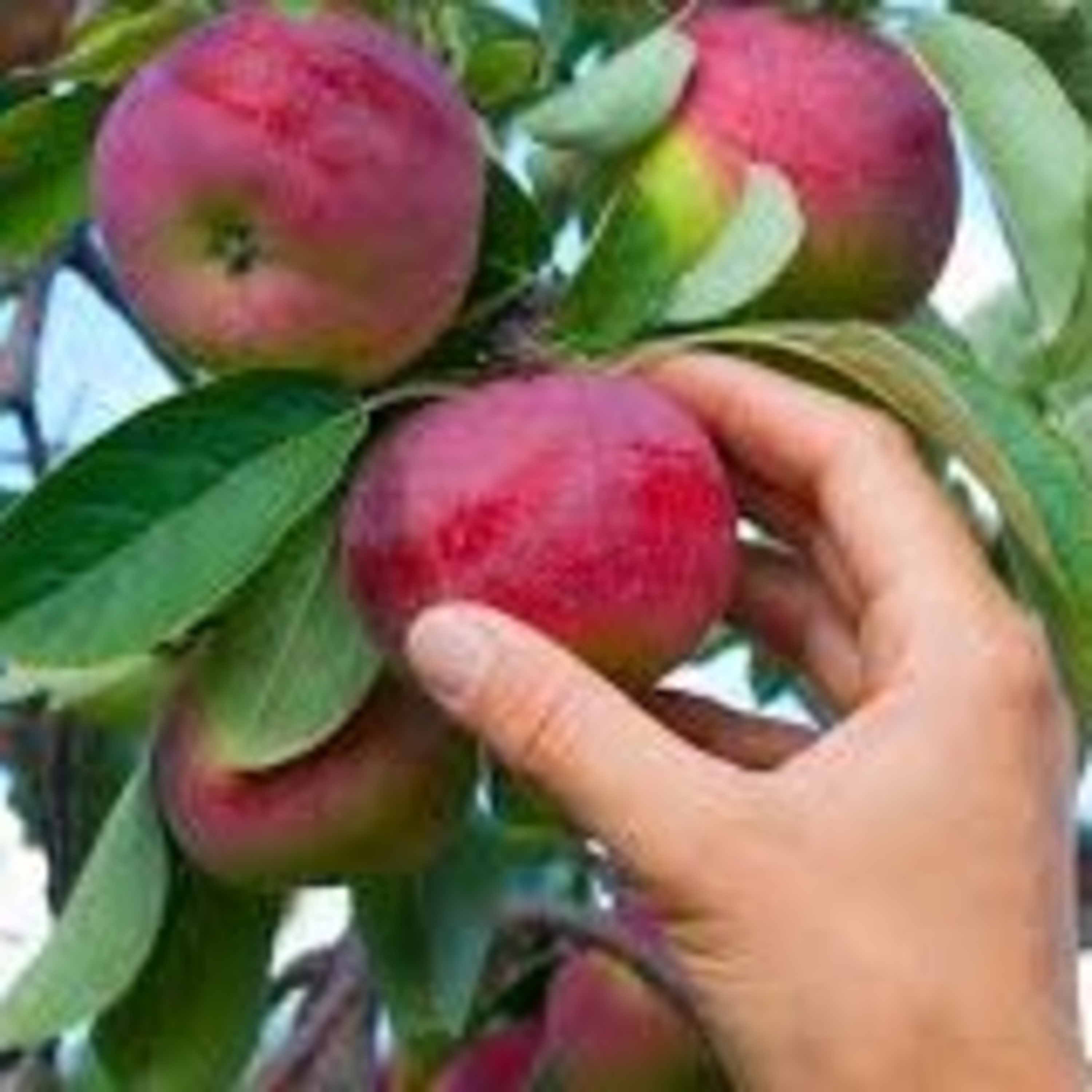 L’albero buono dà buoni frutti.