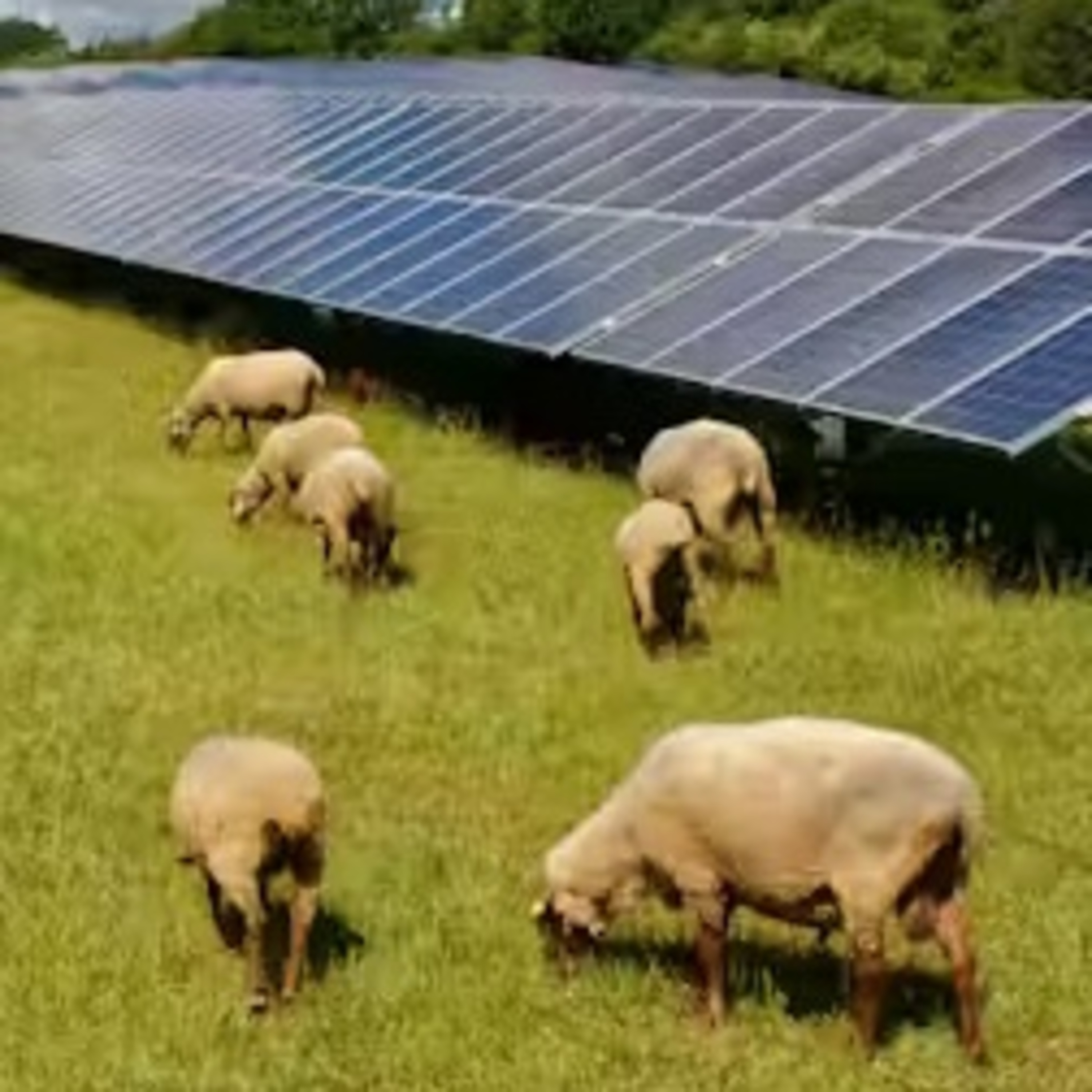 Climater News: Evidence dispells misinformation about sheep and solar farms; Planning for irrigation water through to 2050 episode artwork