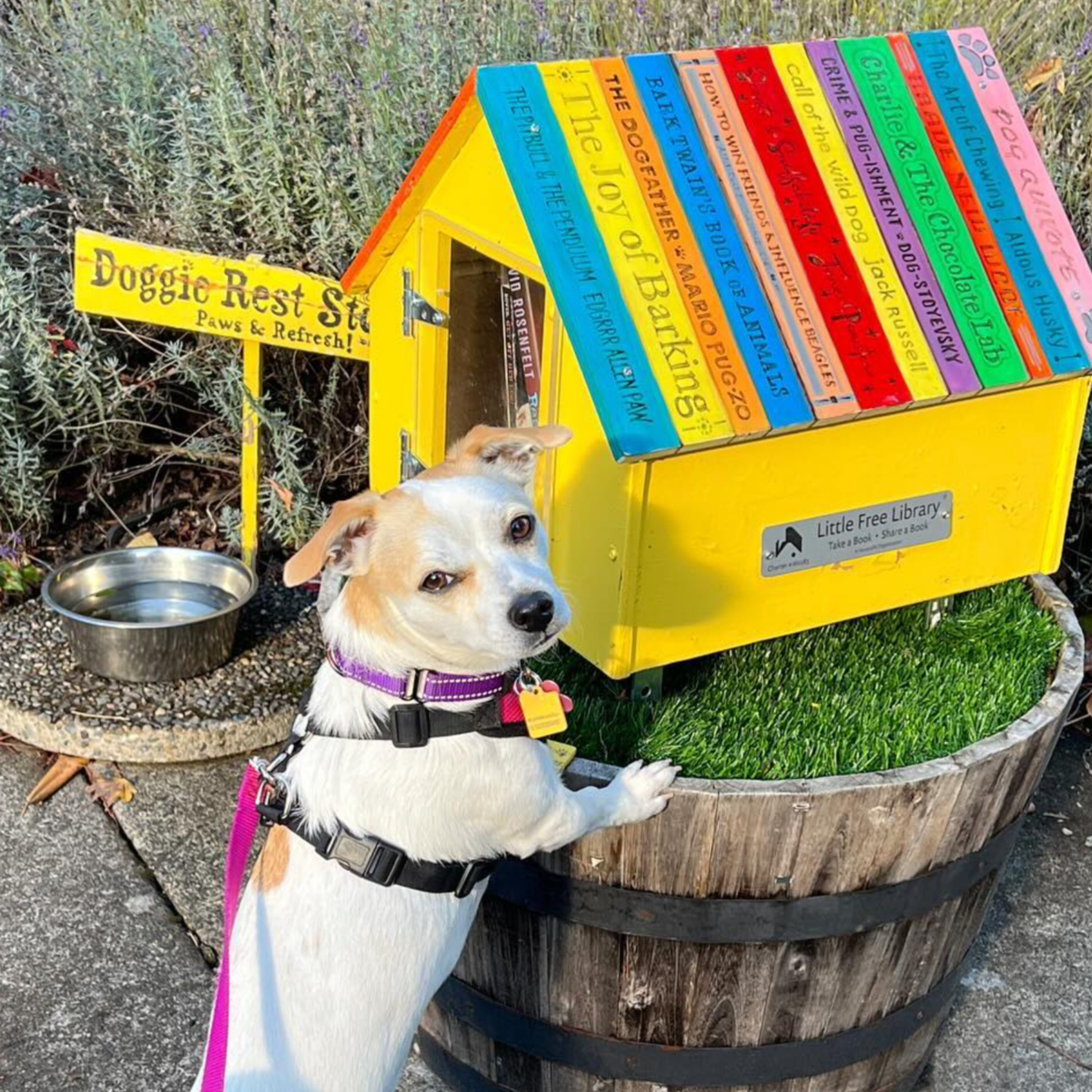 Interview with Jamie Roberts of Doggie Library PDX. episode artwork