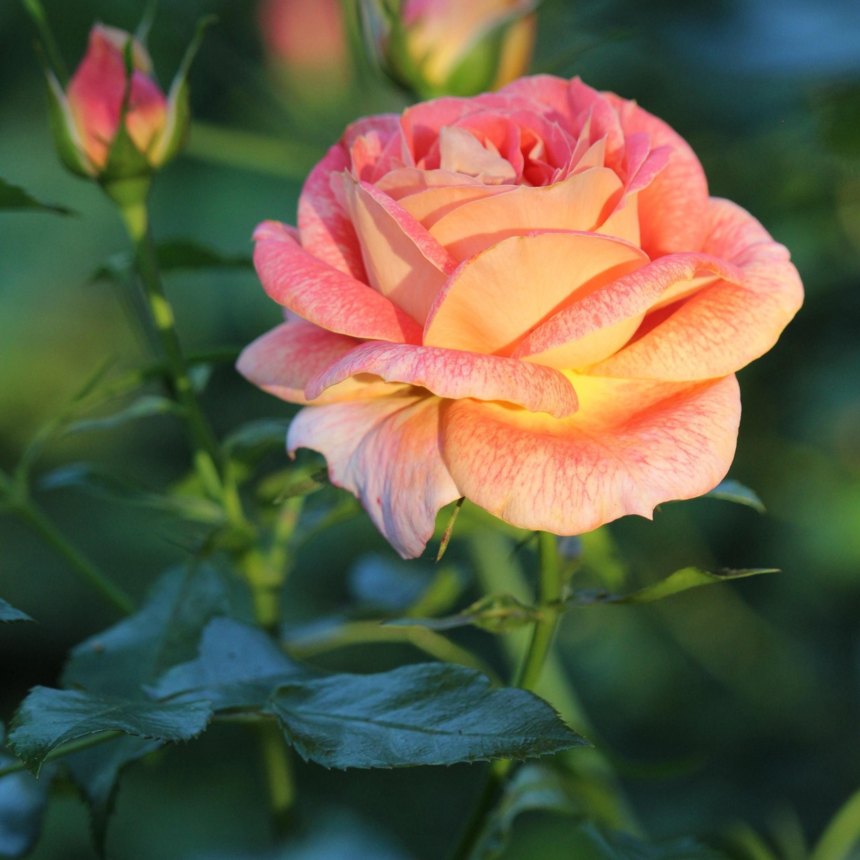 Pastor Bill: Gathering Rose Buds episode artwork
