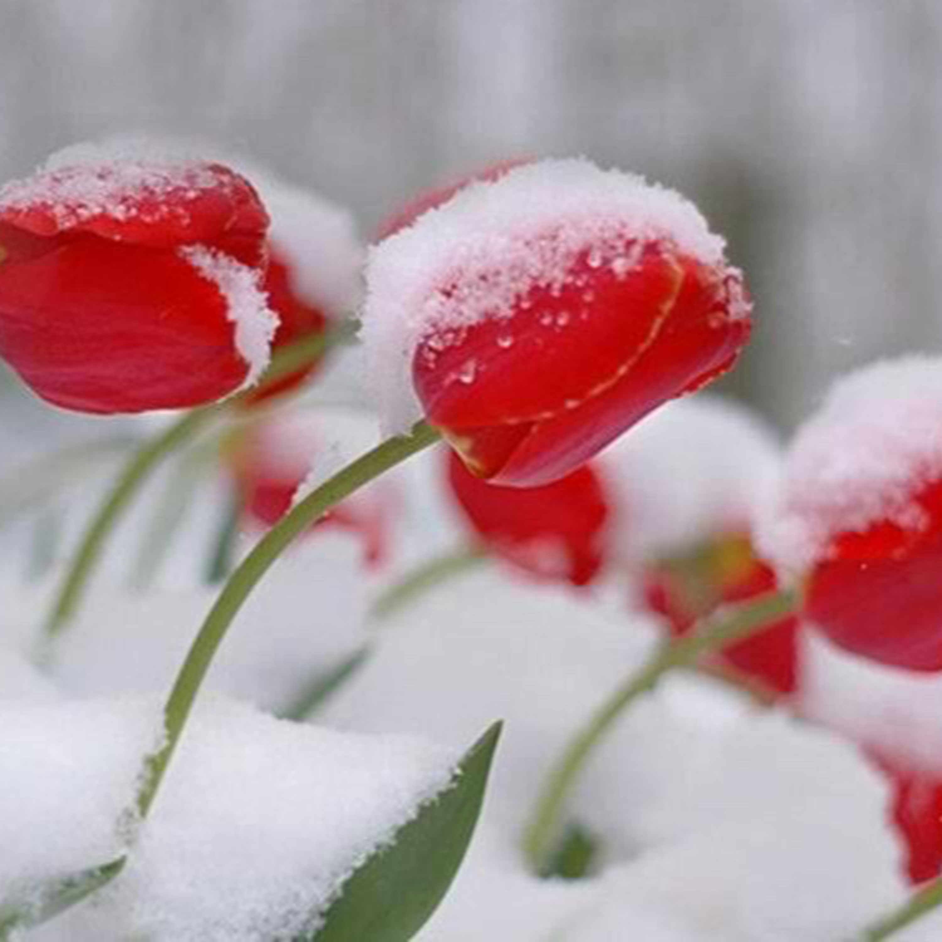 Pastor Bill On Blizzards and Tulips episode artwork