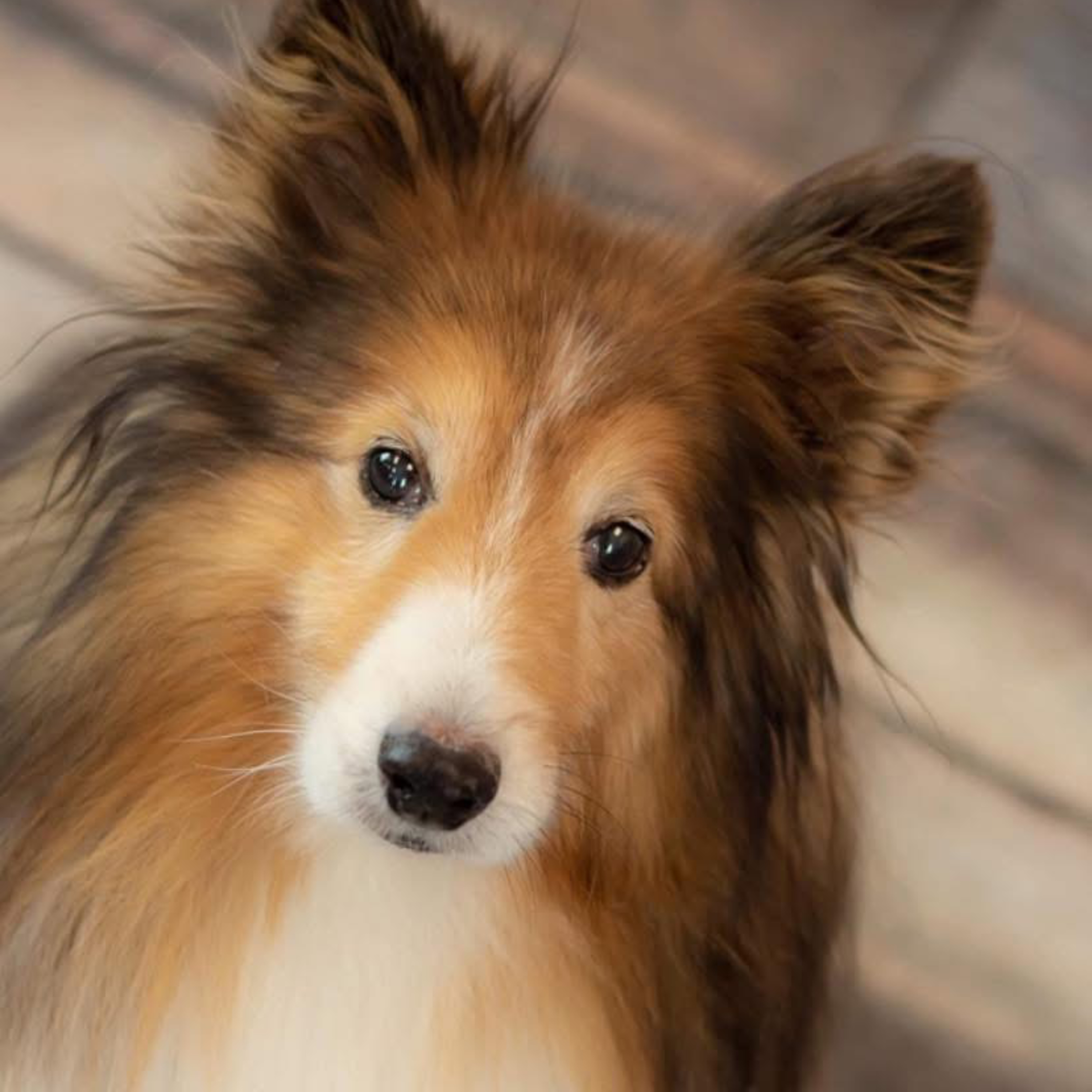 Pastor Bill On Grieving and Celebrating Pets episode artwork