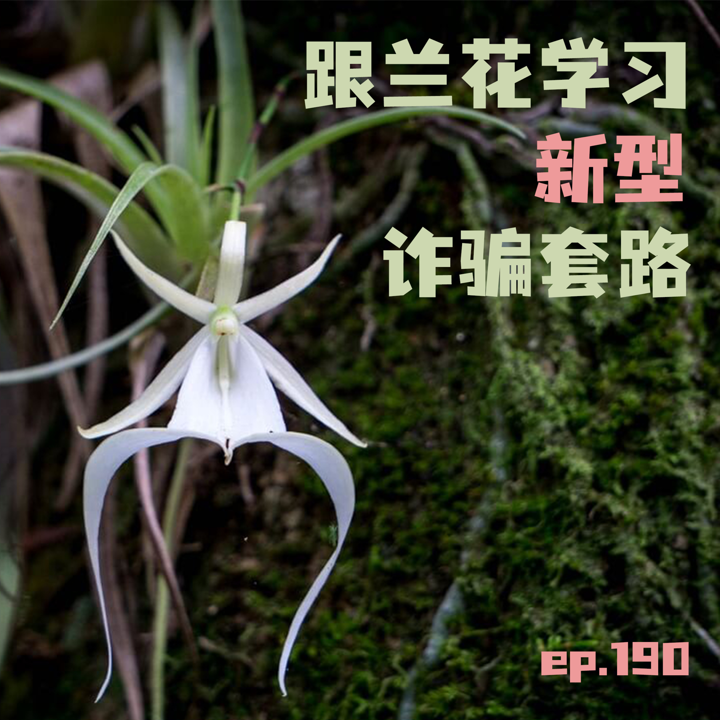 EP190 跟兰花学习新型诈骗套路 episode artwork