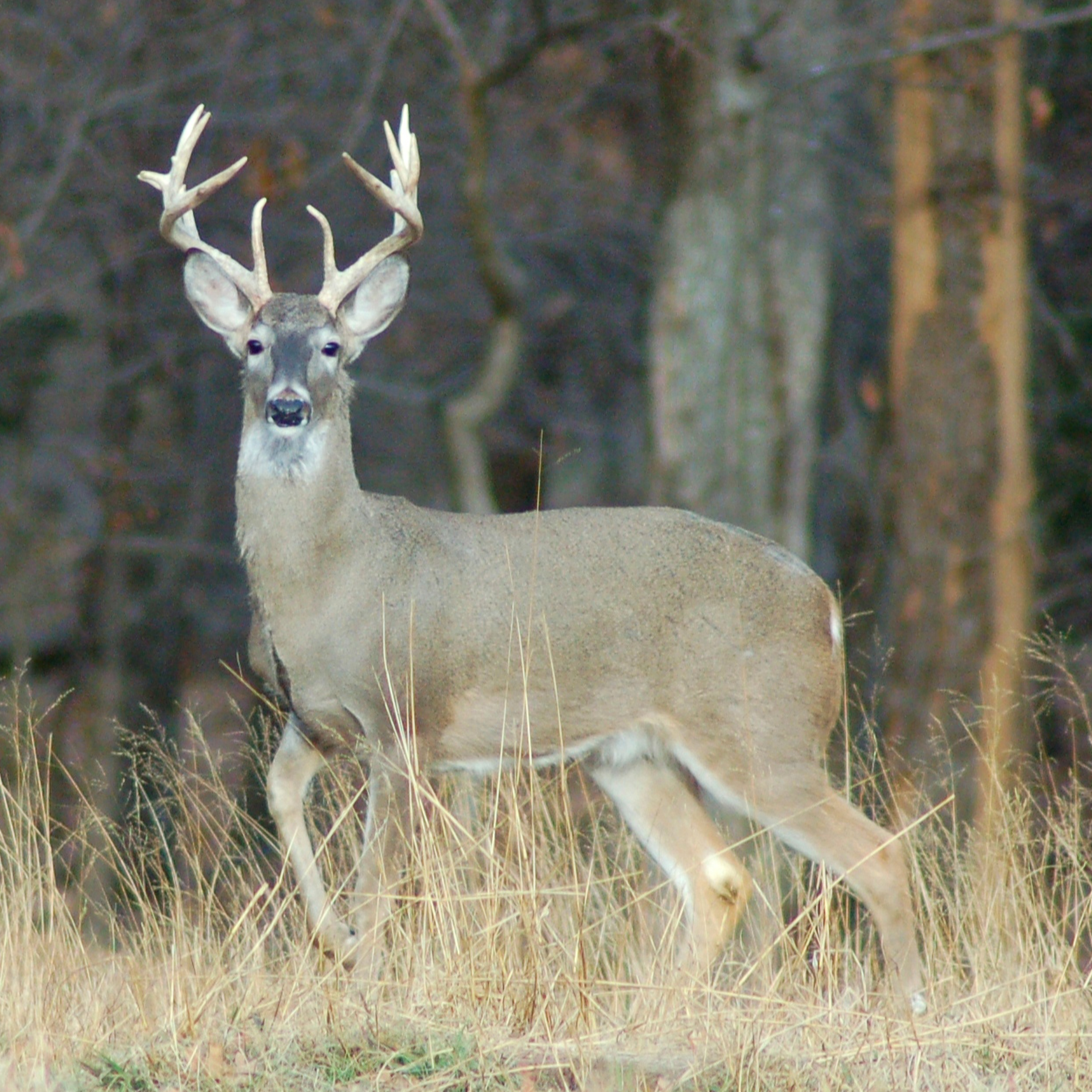 EP 158: Campfire Talk with Luke and Larry: Late Season Muzzleloader Hunting