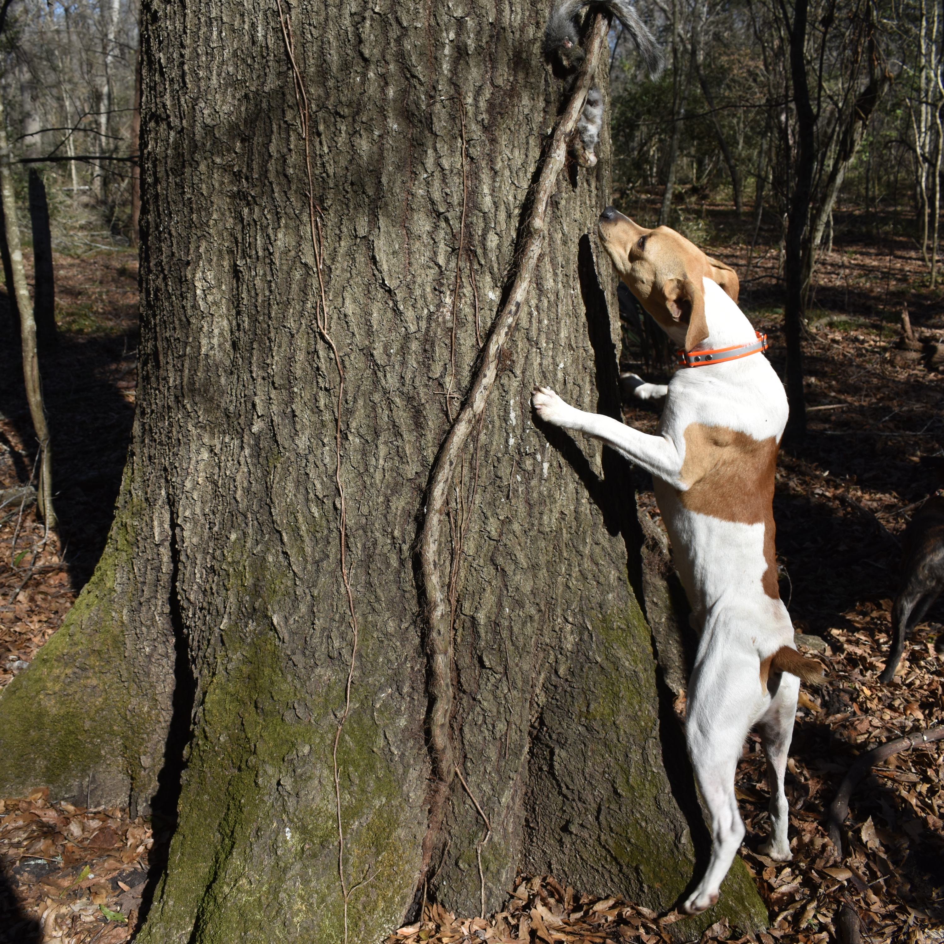 EP 160: Campfire Talk with Luke and Larry: Squirrel Hunting