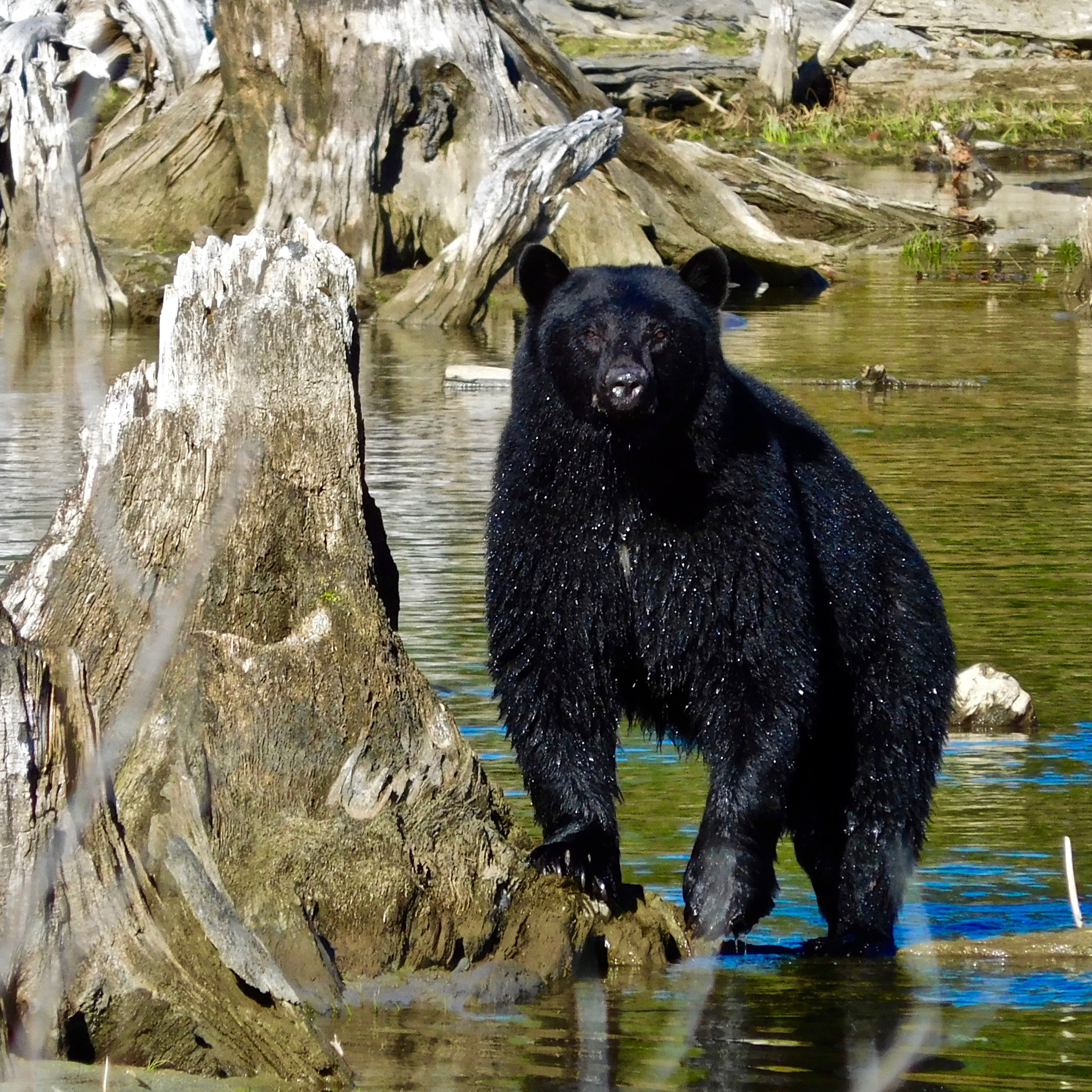 EP 165: Campfire Talk with Luke and Larry: Bear Talk
