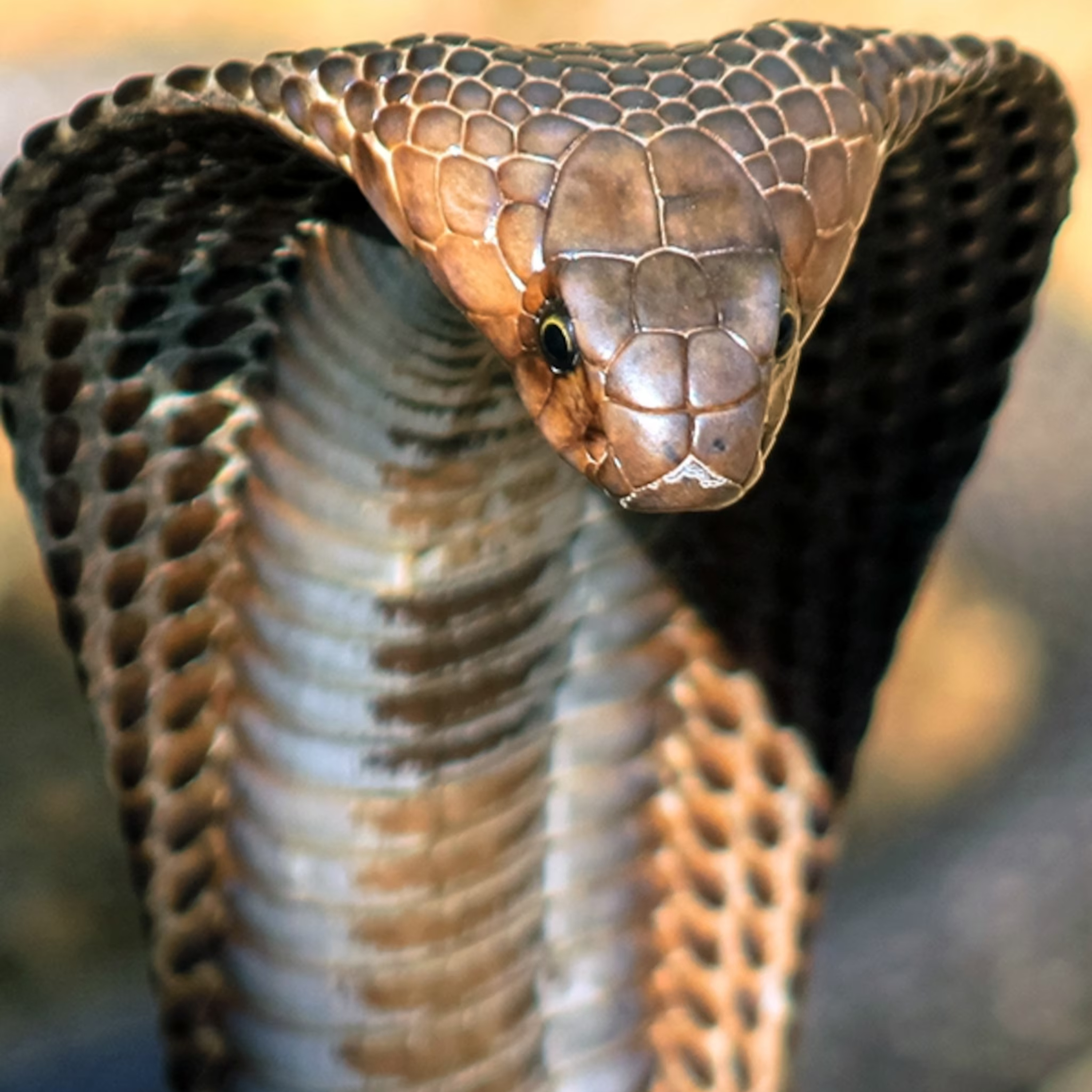 Life with Serpents episode artwork