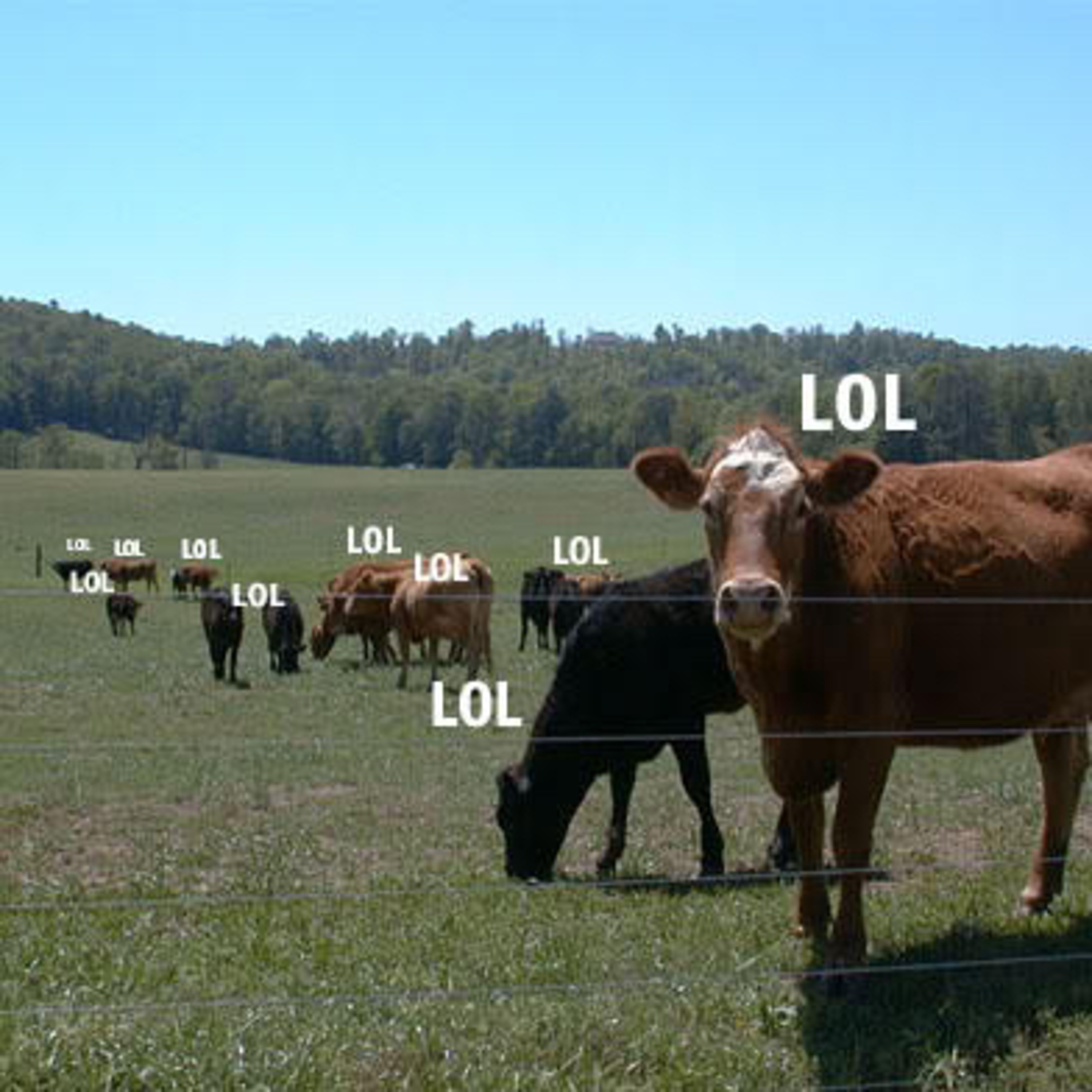 Memes Throughout the ages episode 226: Lolcows