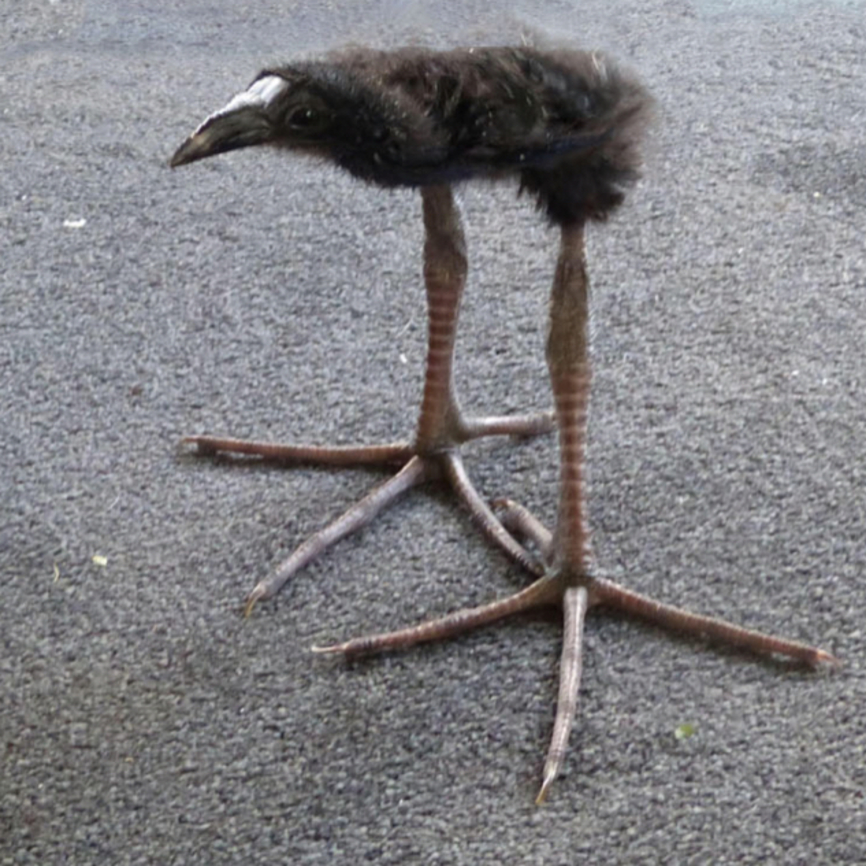 Memes Throughout the ages episode 249: Pūkeko episode artwork