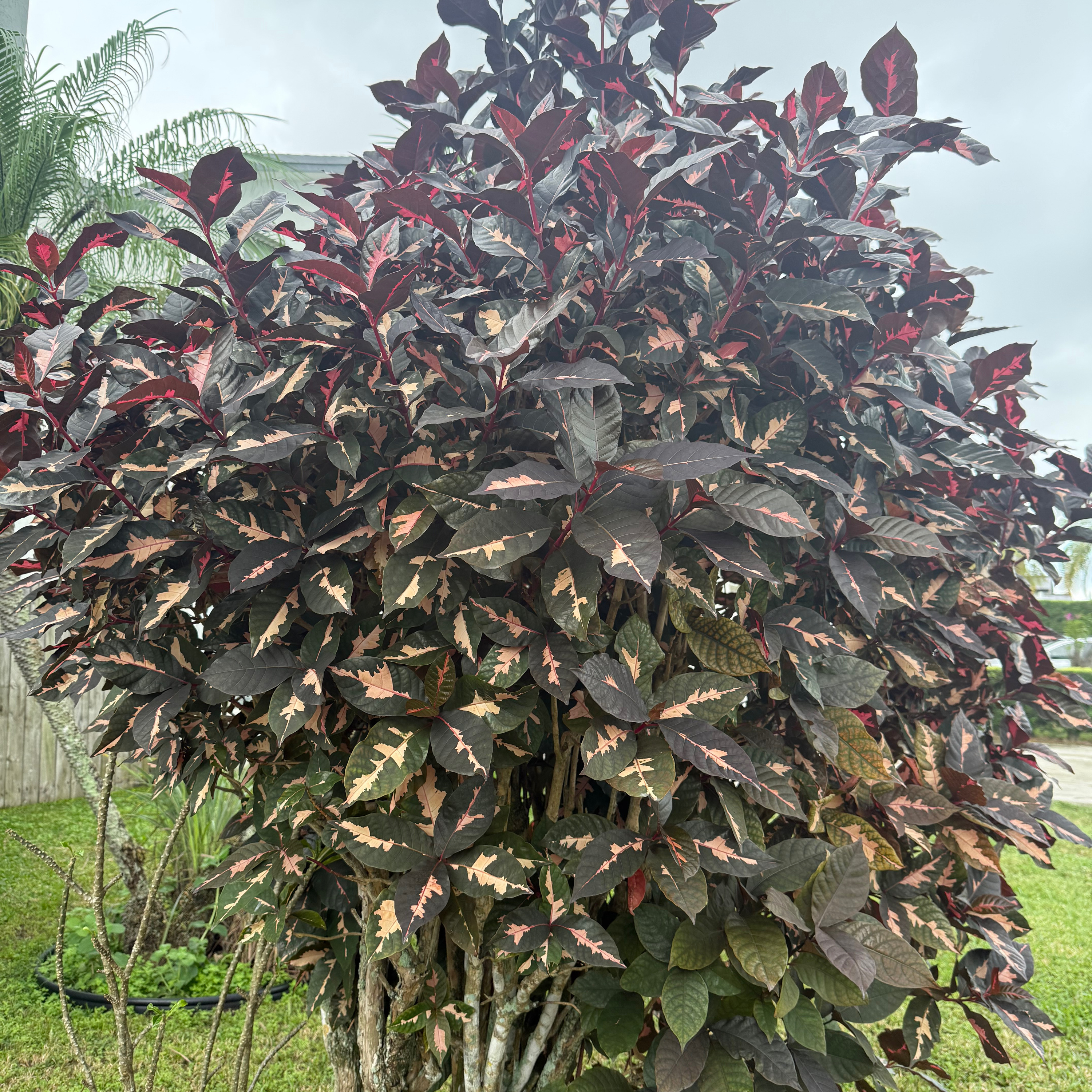 FELIZ DEPENDENCIA DE DIOS (E2005).