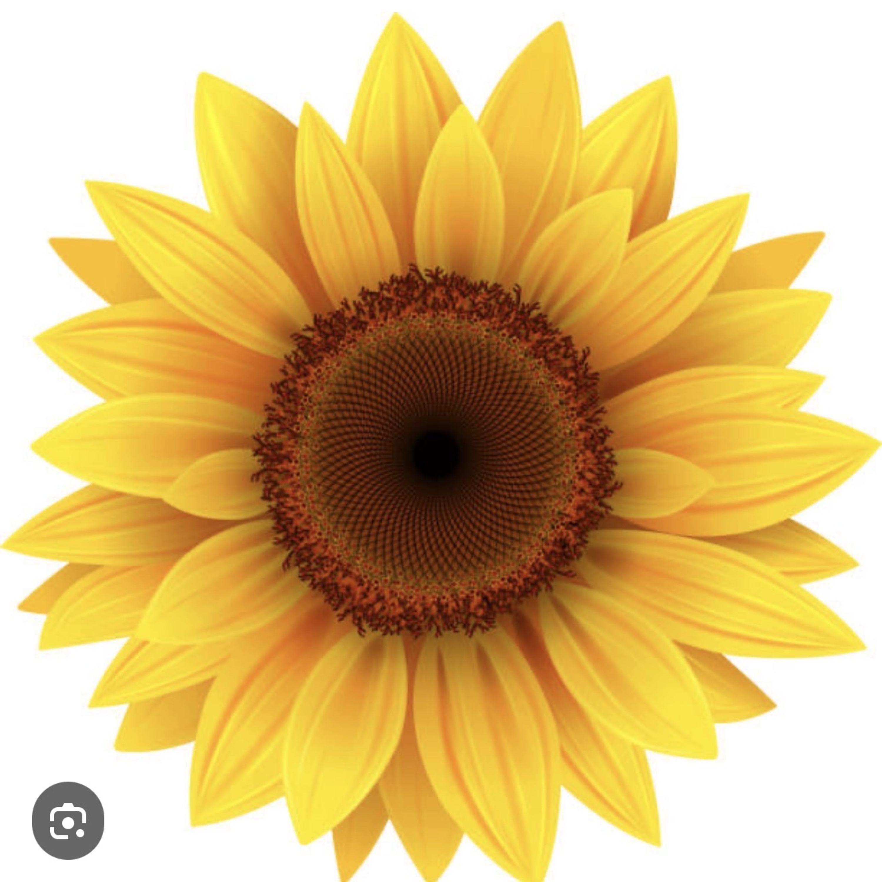 GIRASOLES AL SOL (E2198).