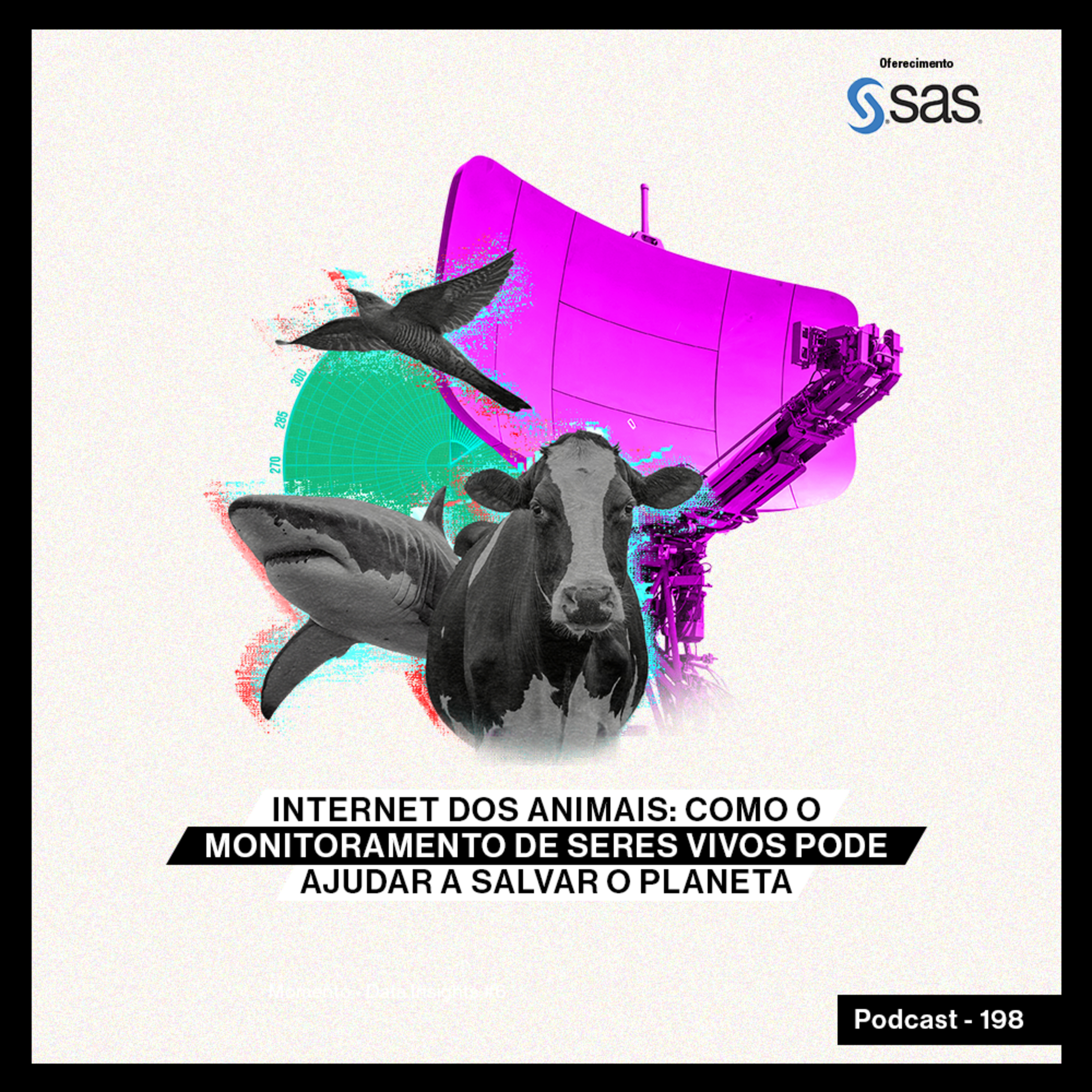 Internet dos animais: como o monitoramento de seres vivos pode ajudar a salvar o planeta.