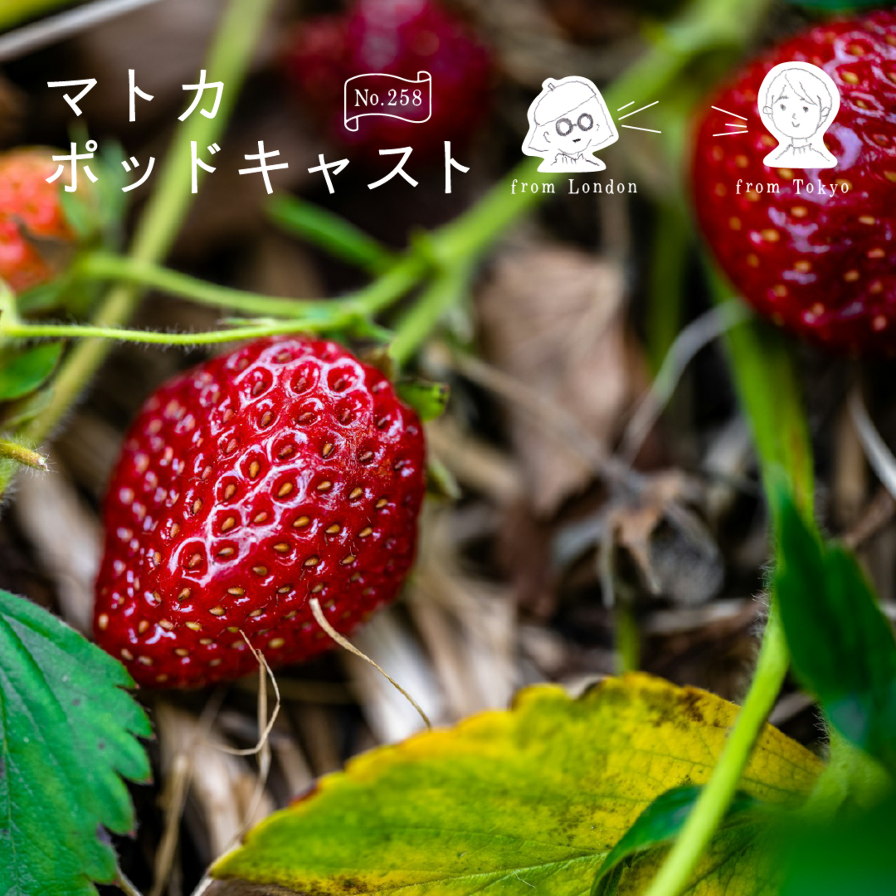 「夏の食べ物」日英比較しました episode artwork