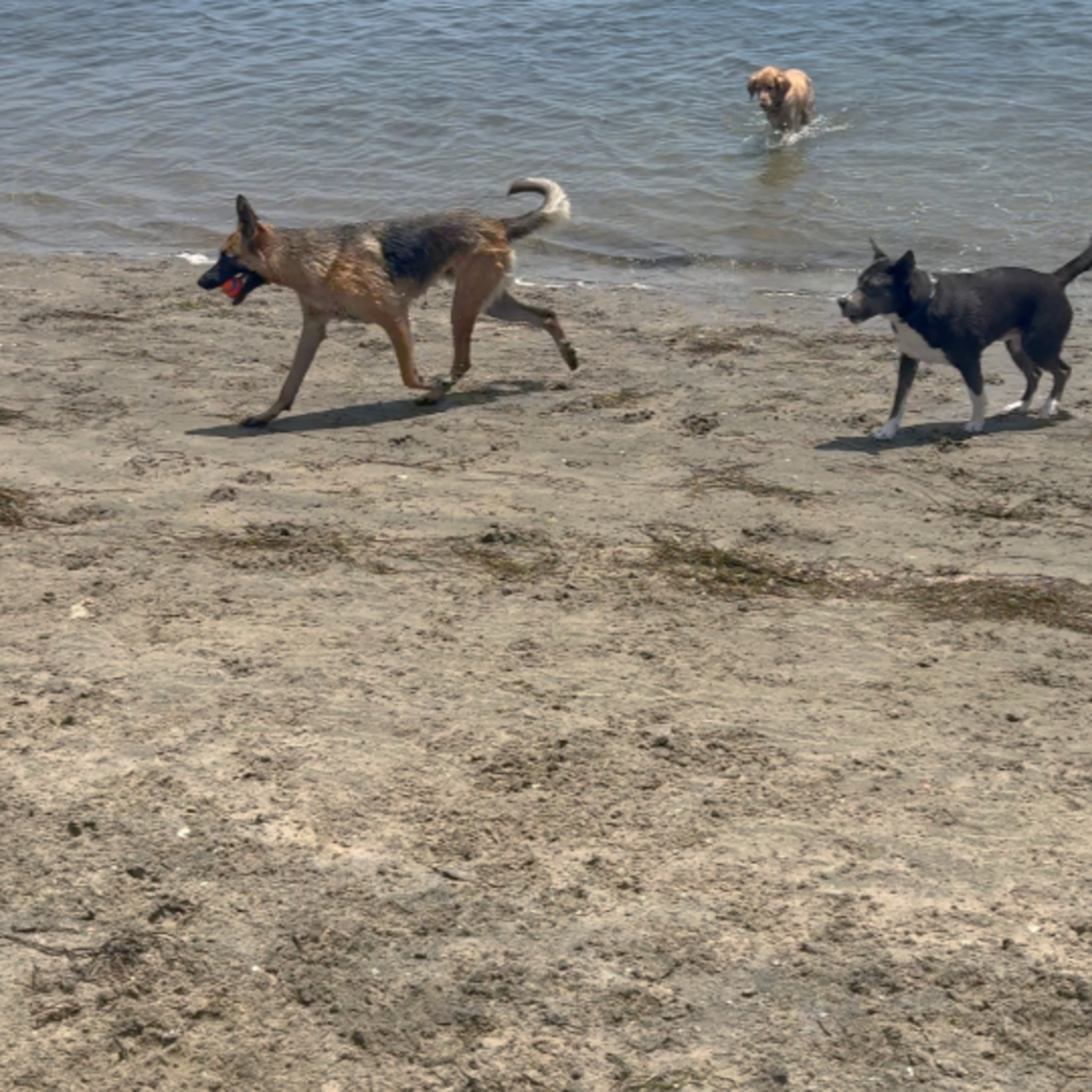 The Dog Beach Diaries - S1:E15 - Chat GPT, Jada, August, & Riley episode artwork
