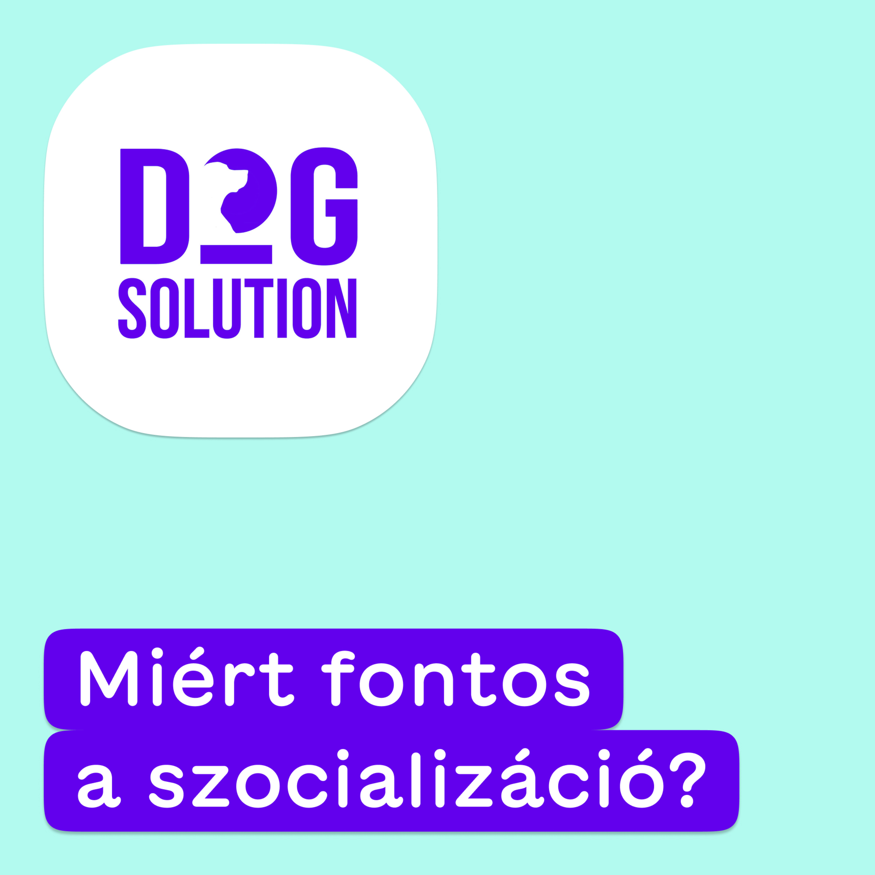 Dog Solution #10 - Miért fontos a szocializáció? episode artwork
