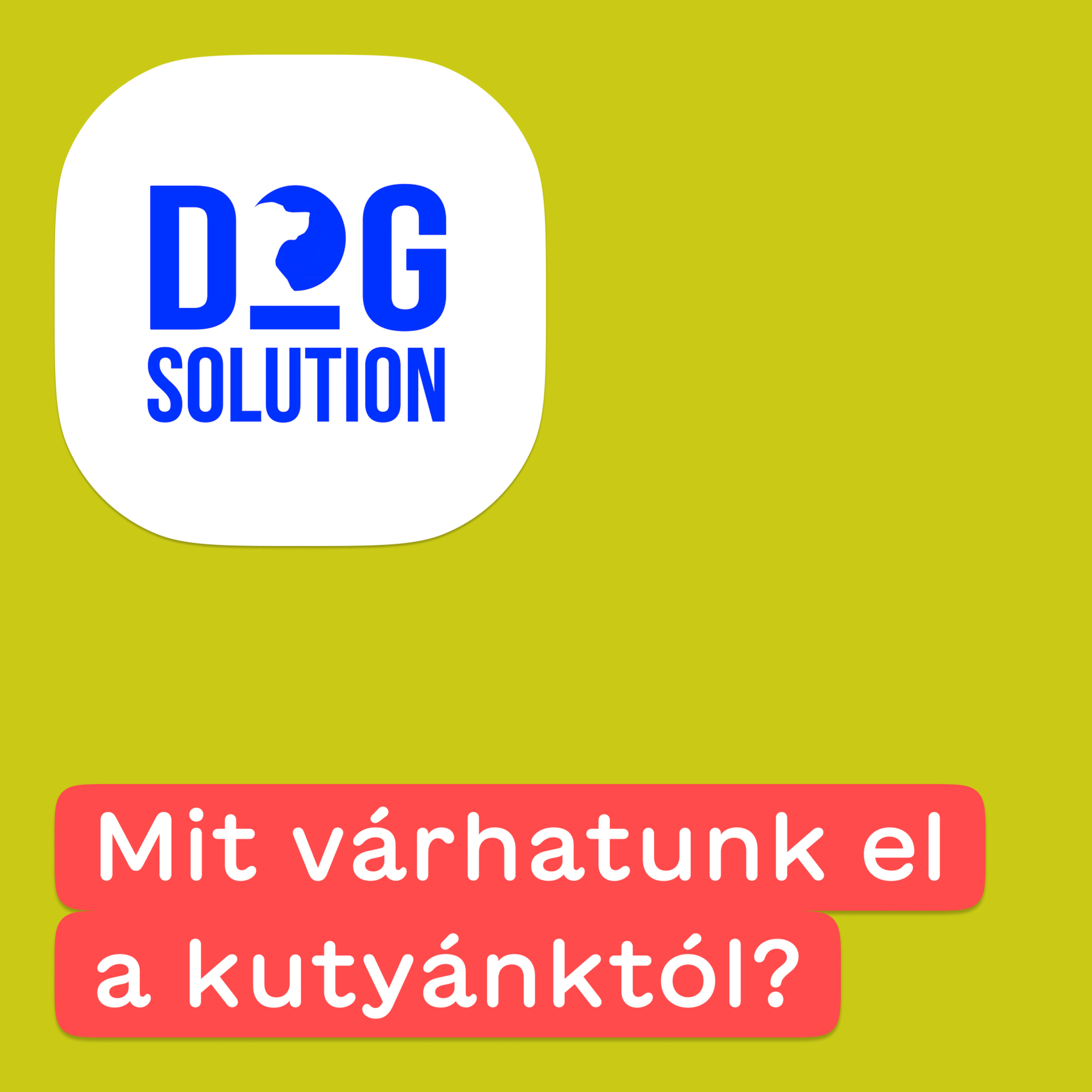 Dog Solution #04 - Mit várhatunk el a kutyánktól? episode artwork