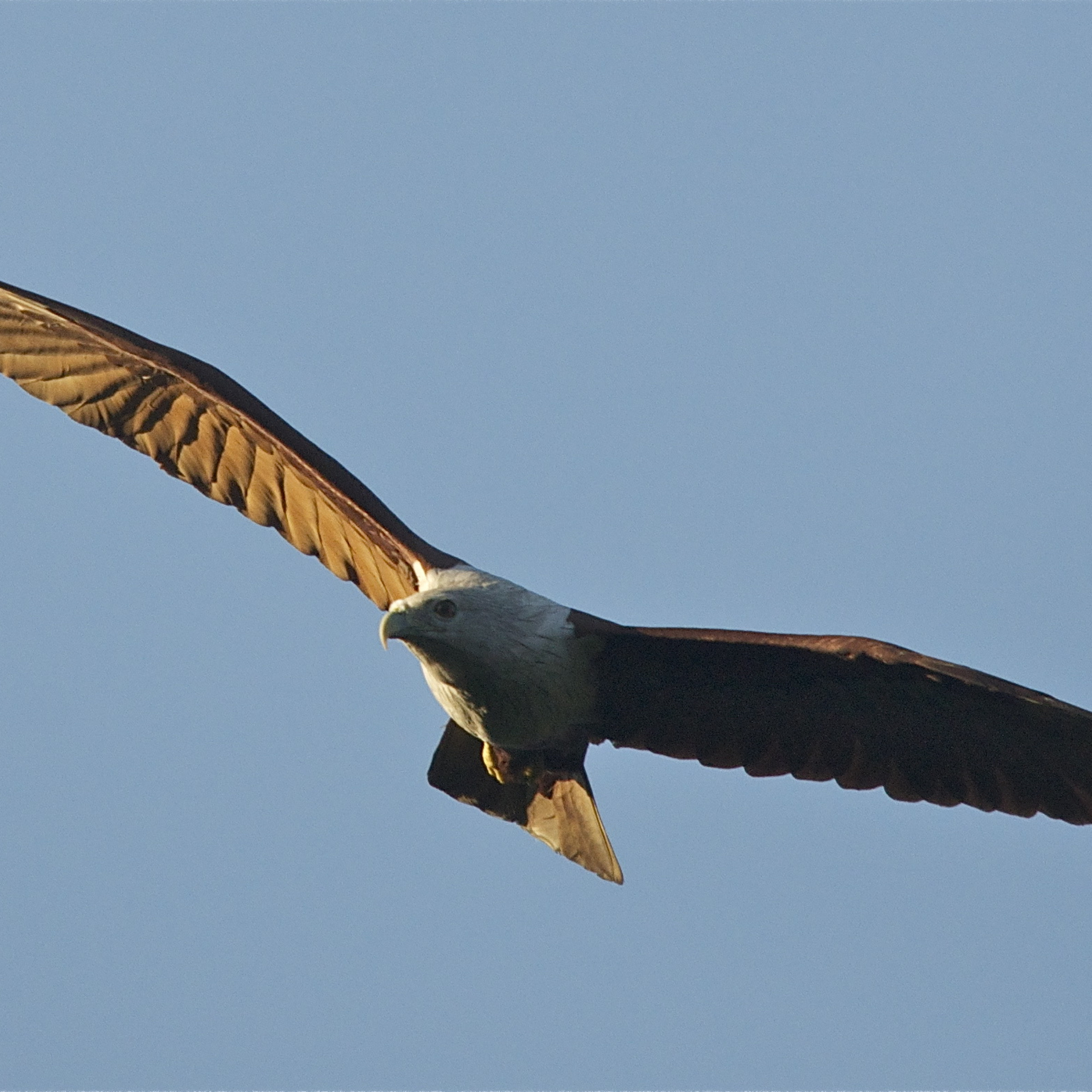 Negativity Ends When You Become the Eagle