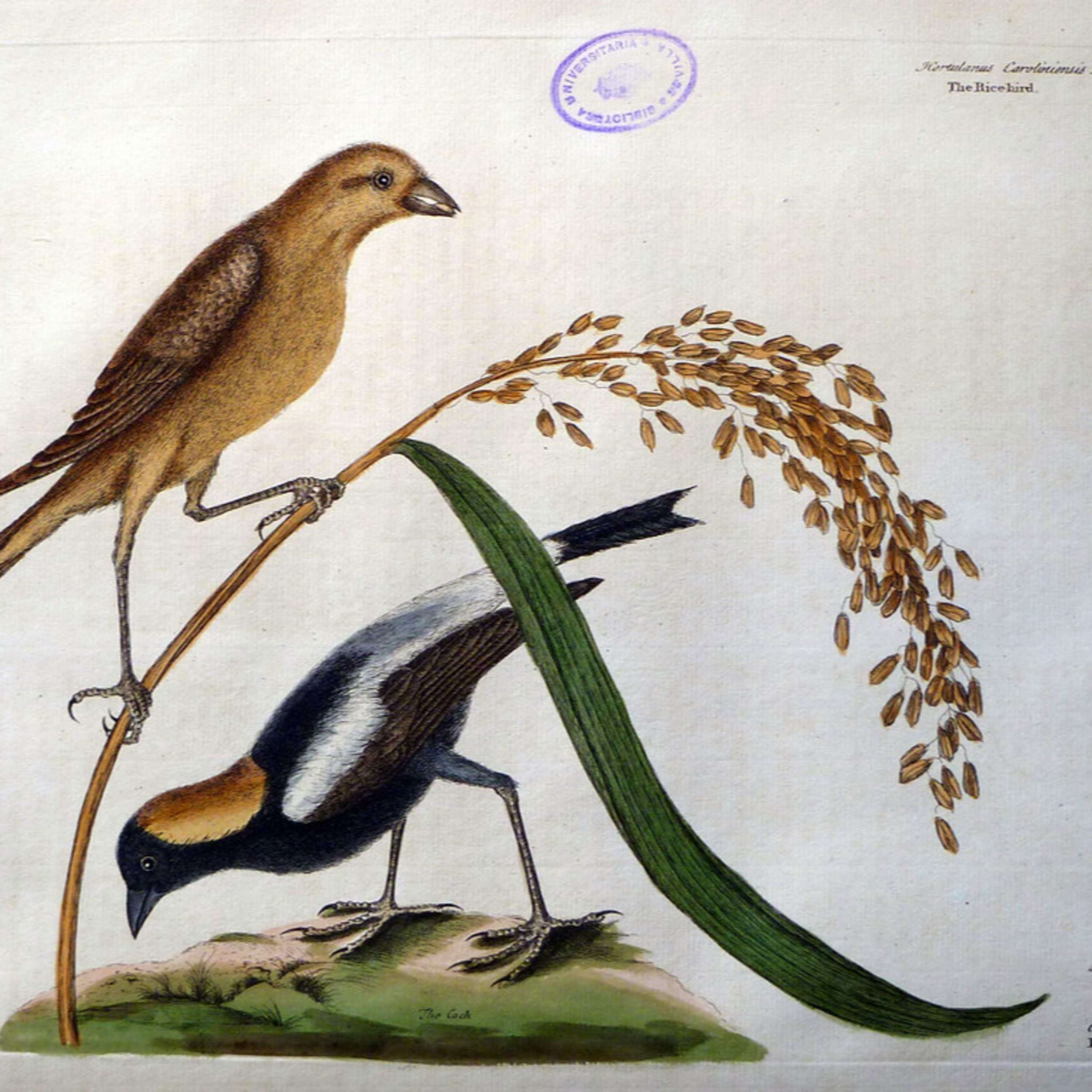 EP 297: Philippines- How the First Head was Taken, The Serpent Eagle, The Tattooed Men, Tilin, The Rice Bird (Cole) episode artwork