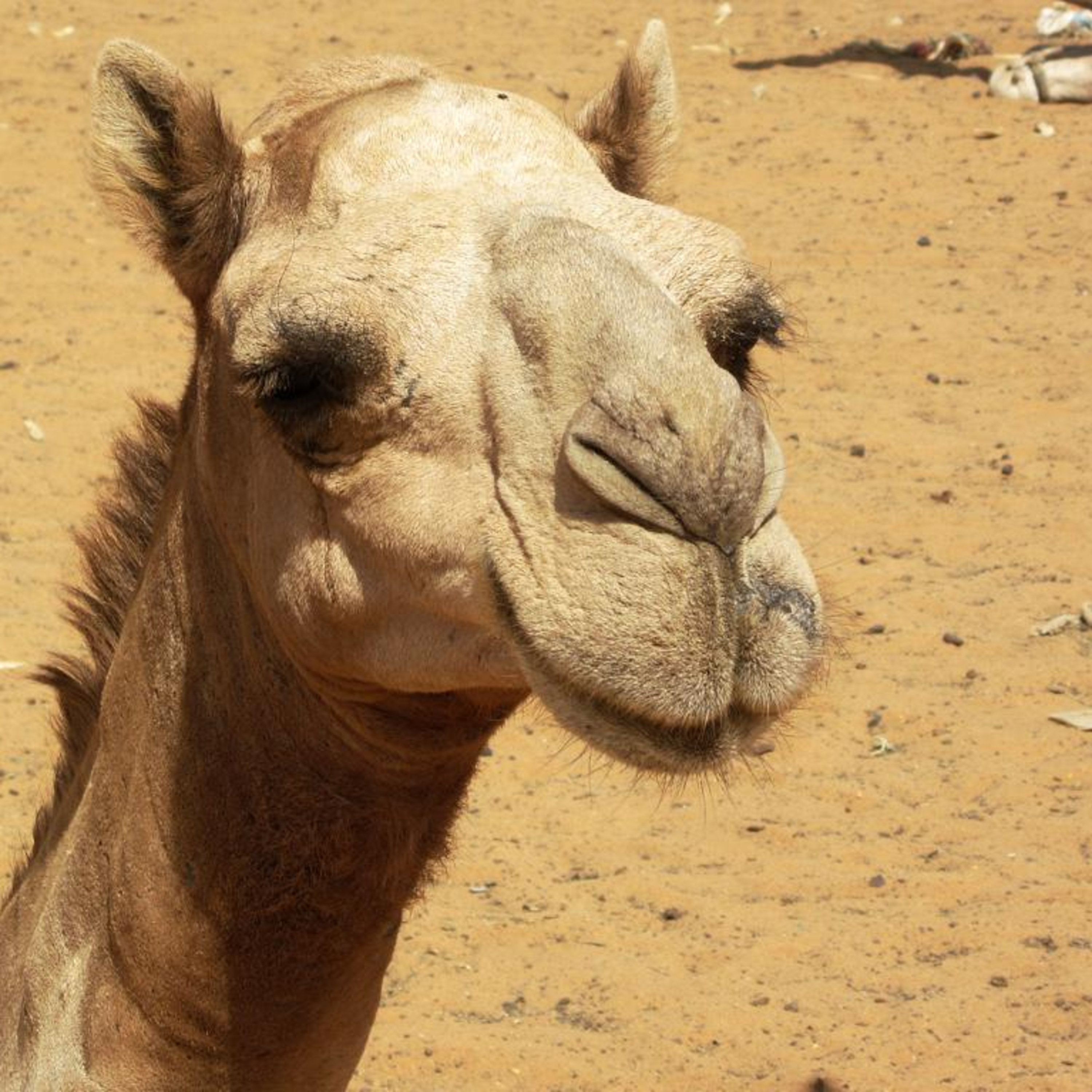 Sandman Stories Presents