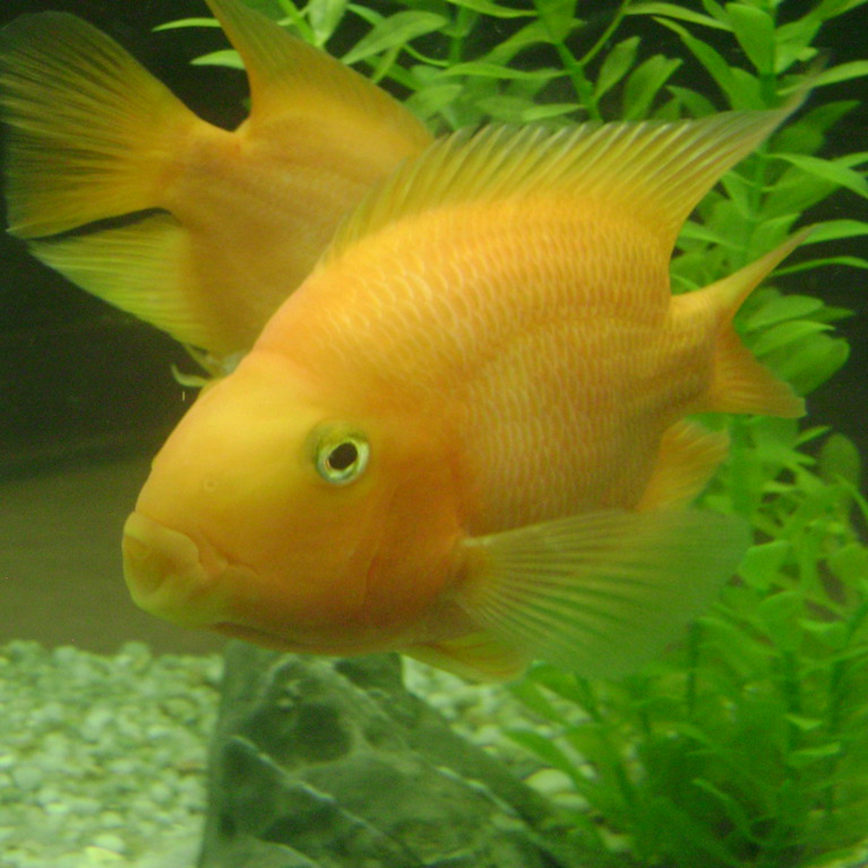 Sandman Stories Presents