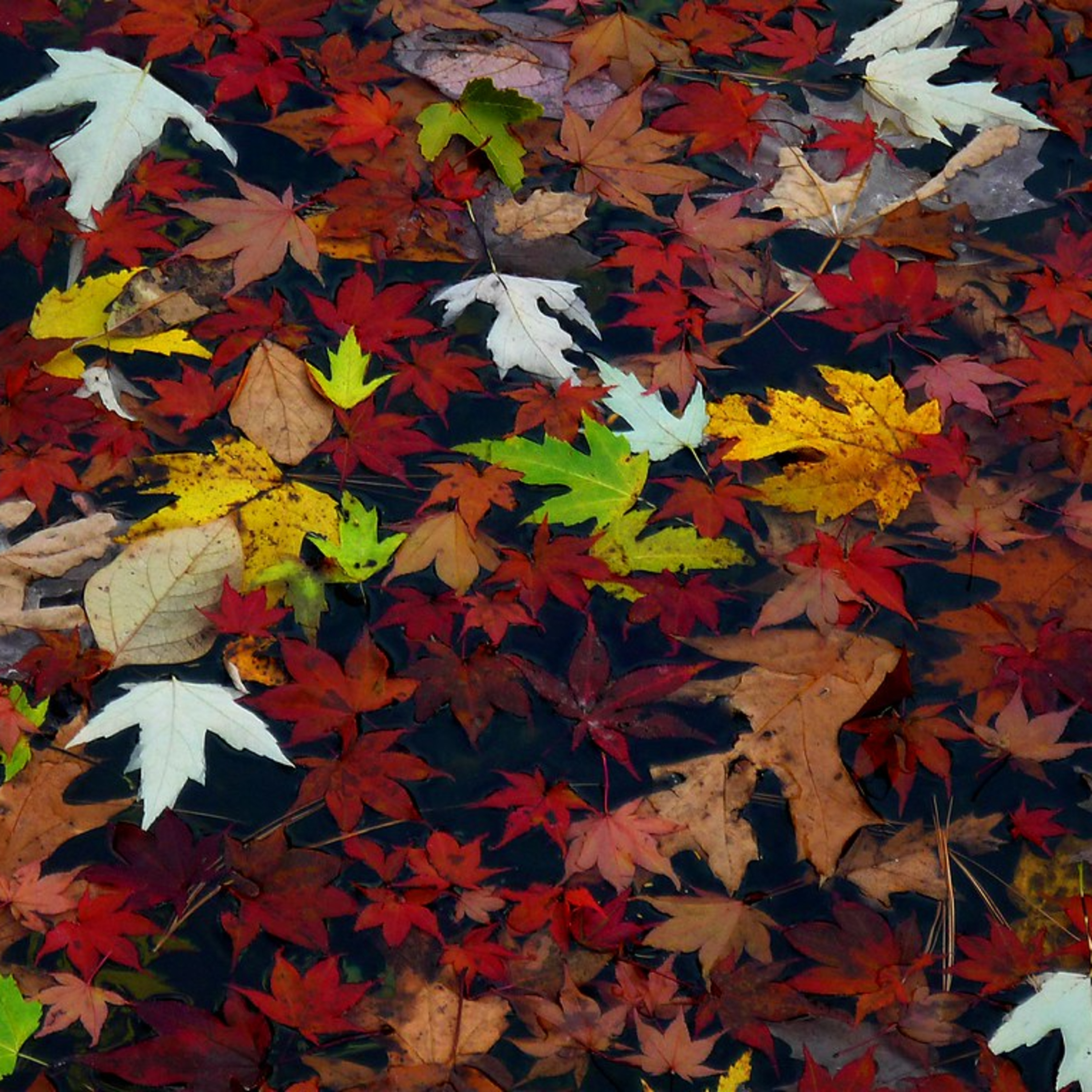 Sandman Stories Presents