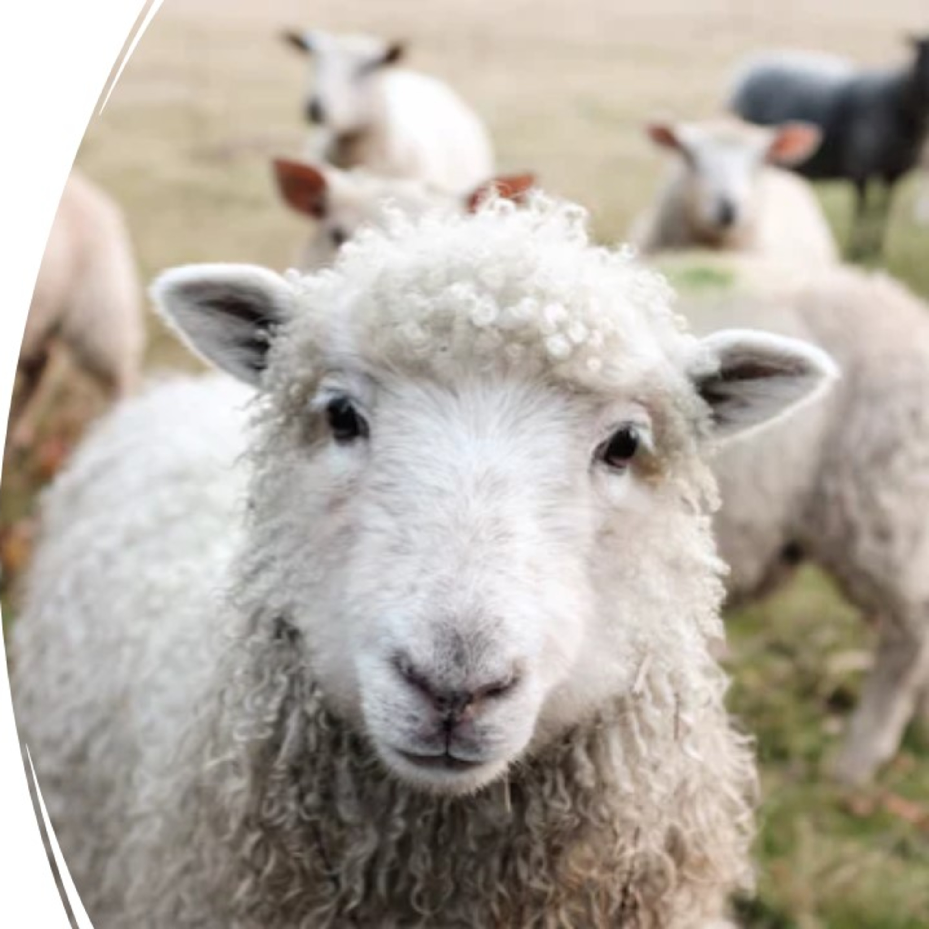 What Sheep Want from Their Shepherds - David Duncan episode artwork