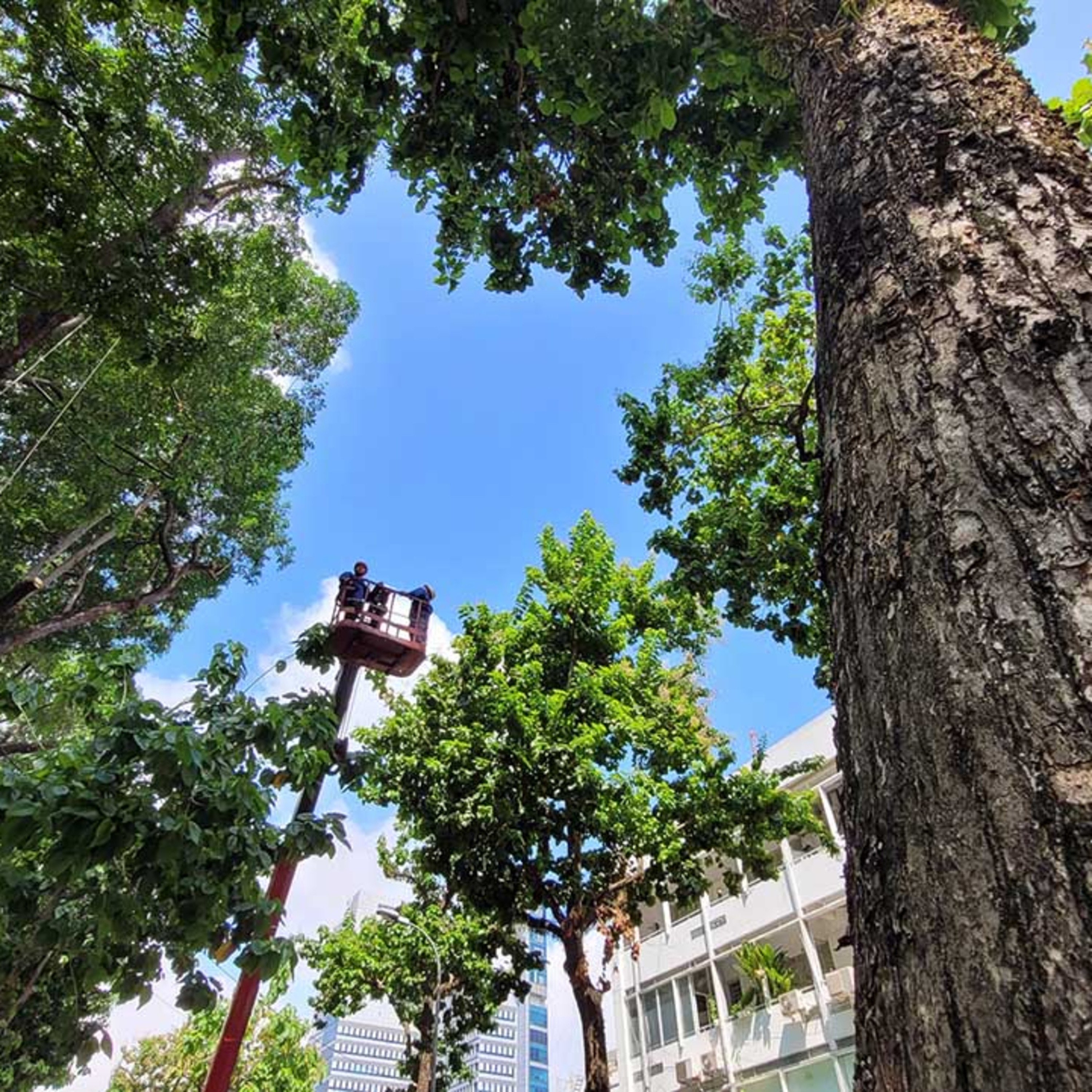 Quản lý cây xanh đô thị như thế nào để đảm bảo tiêu chí an toàn, mỹ quan và bảo tồn di sản episode artwork