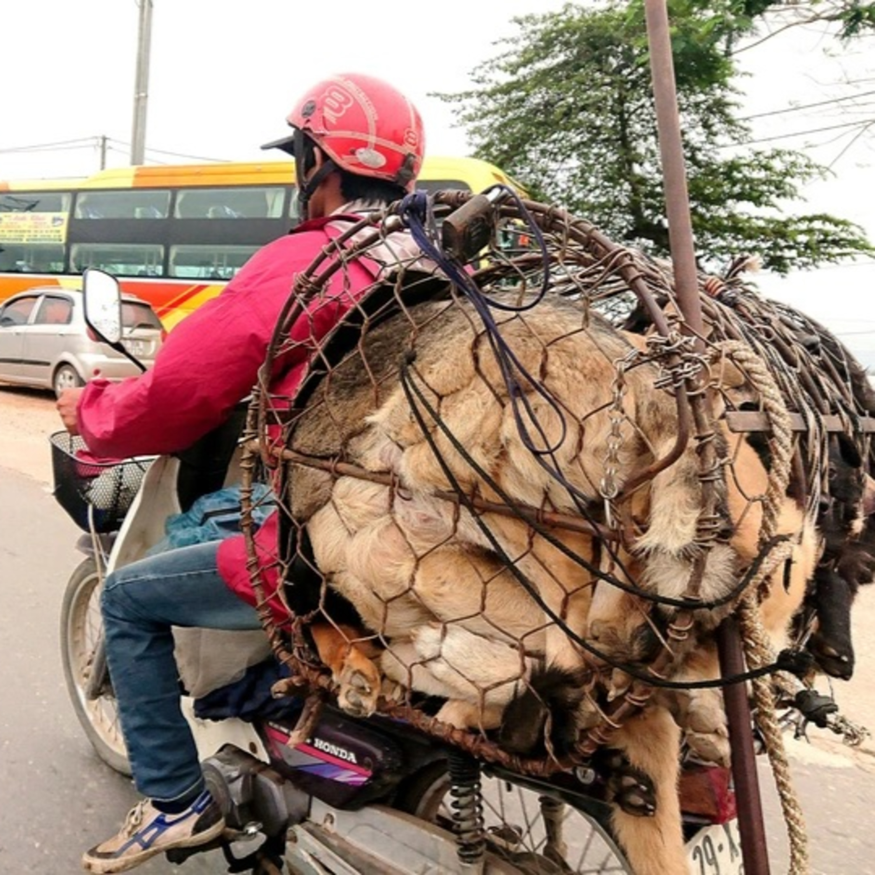 Đề xuất thí điểm “Hà Nội nói không với thịt chó, mèo”: Đẩy mạnh truyền thông trong thời gian dài