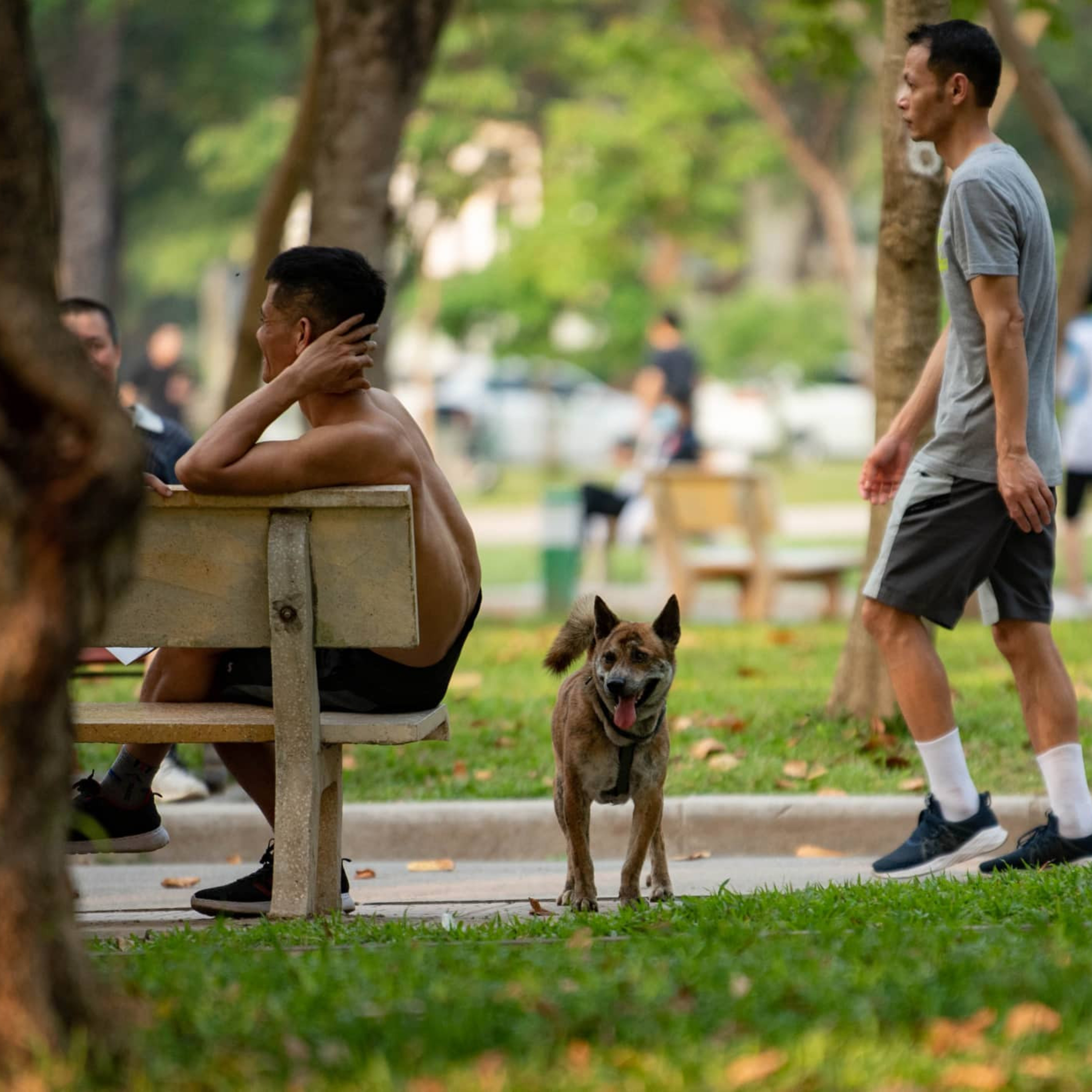 Hà Nội liệu có đang quên bắt chó thả rông