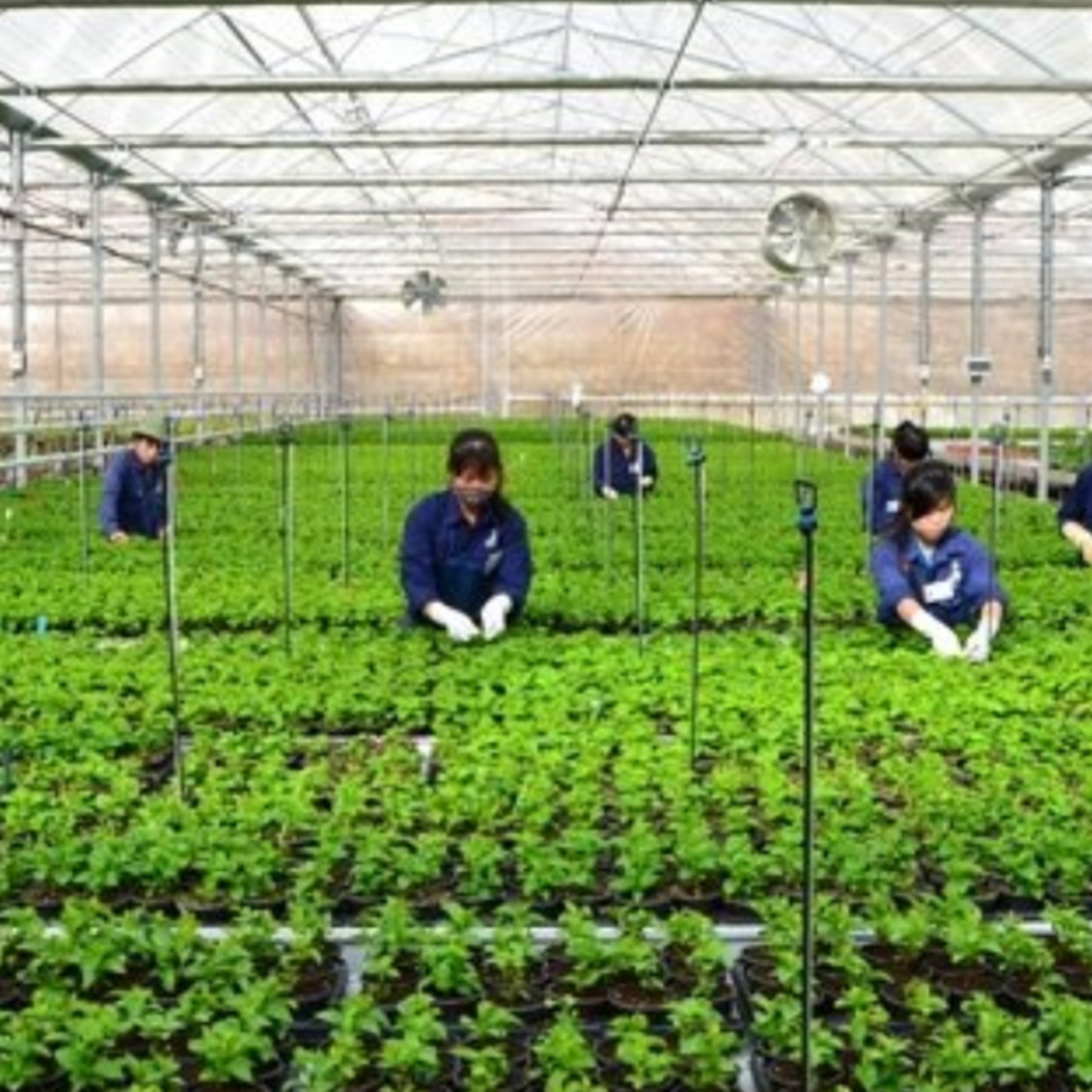 Đối thoại: Nông nghiệp hữu cơ - mục tiêu 2025 của TP.HCM liệu có thể đạt được? episode artwork