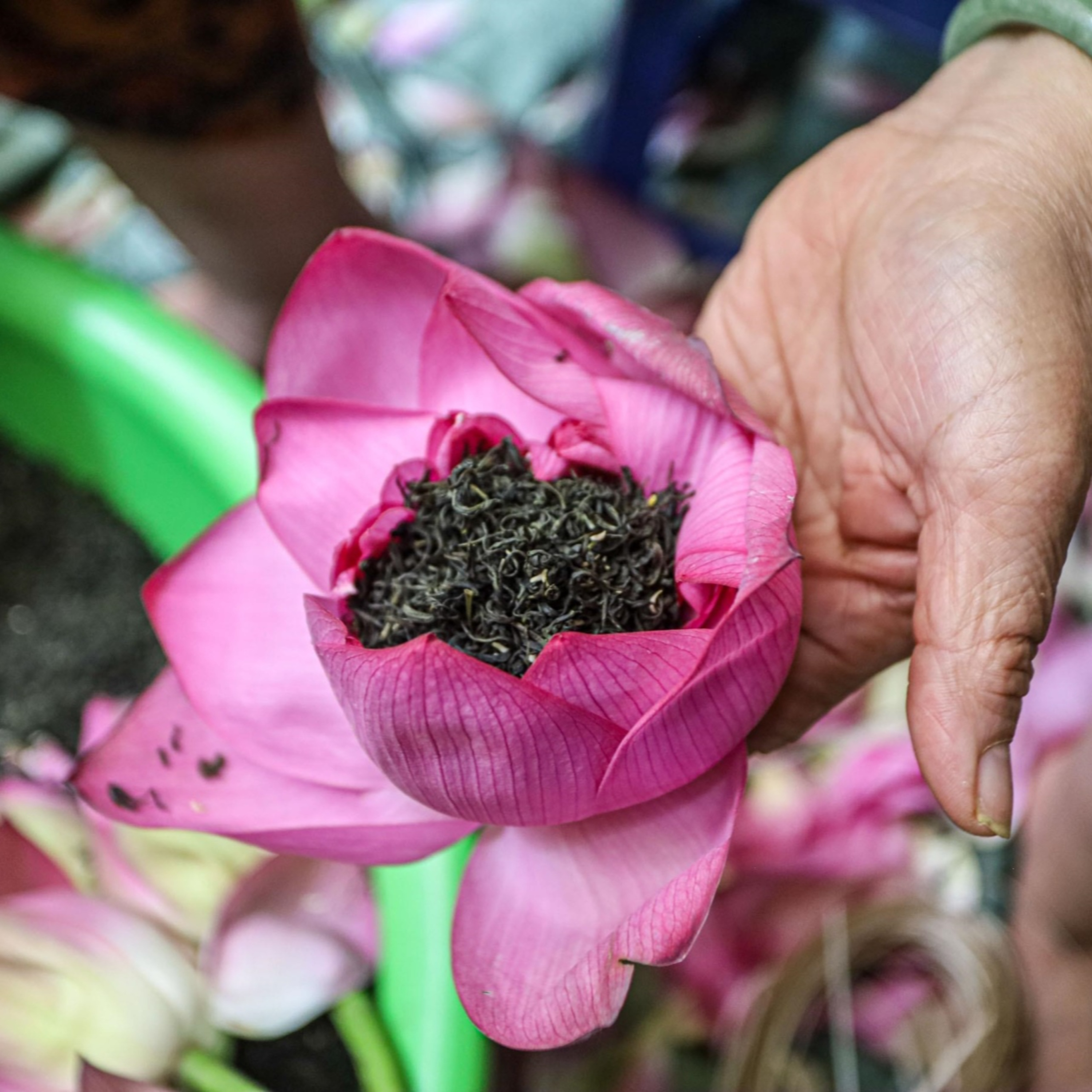 Hà Nội sống và yêu: Trà sen, tinh hoa đất trời Hồ Tây