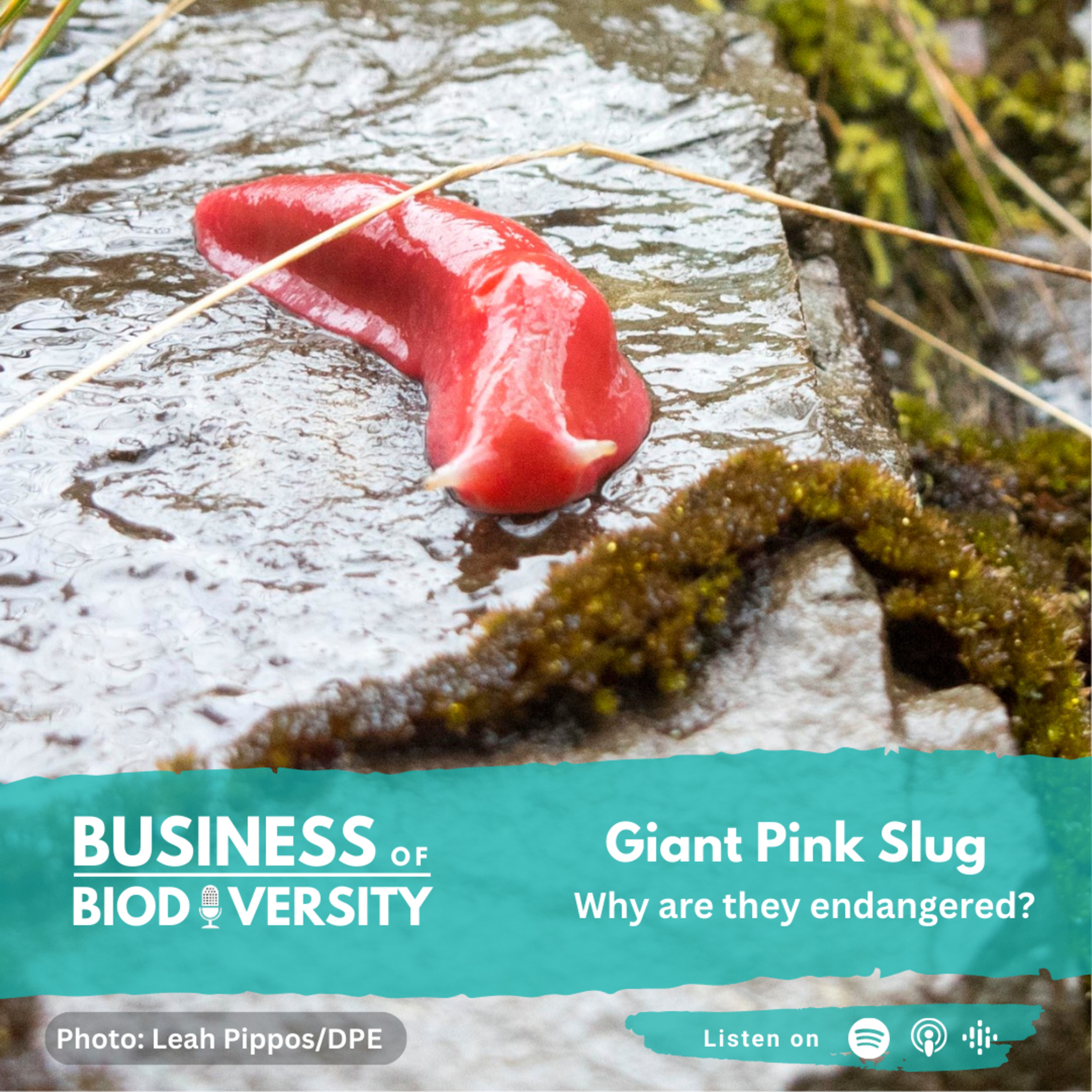 Biodiversity Bites - Slug Sleuth - The Giant Pink Slug
