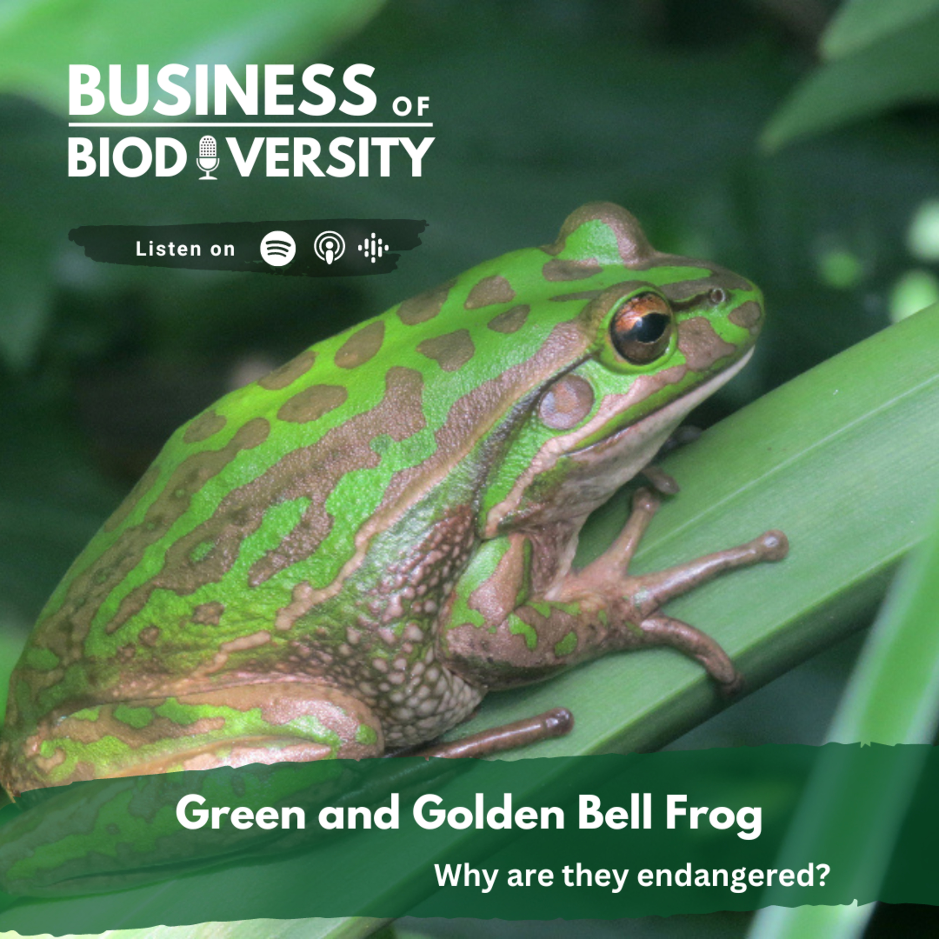 Biodiversity Bites - The Green and Golden Bell Frog