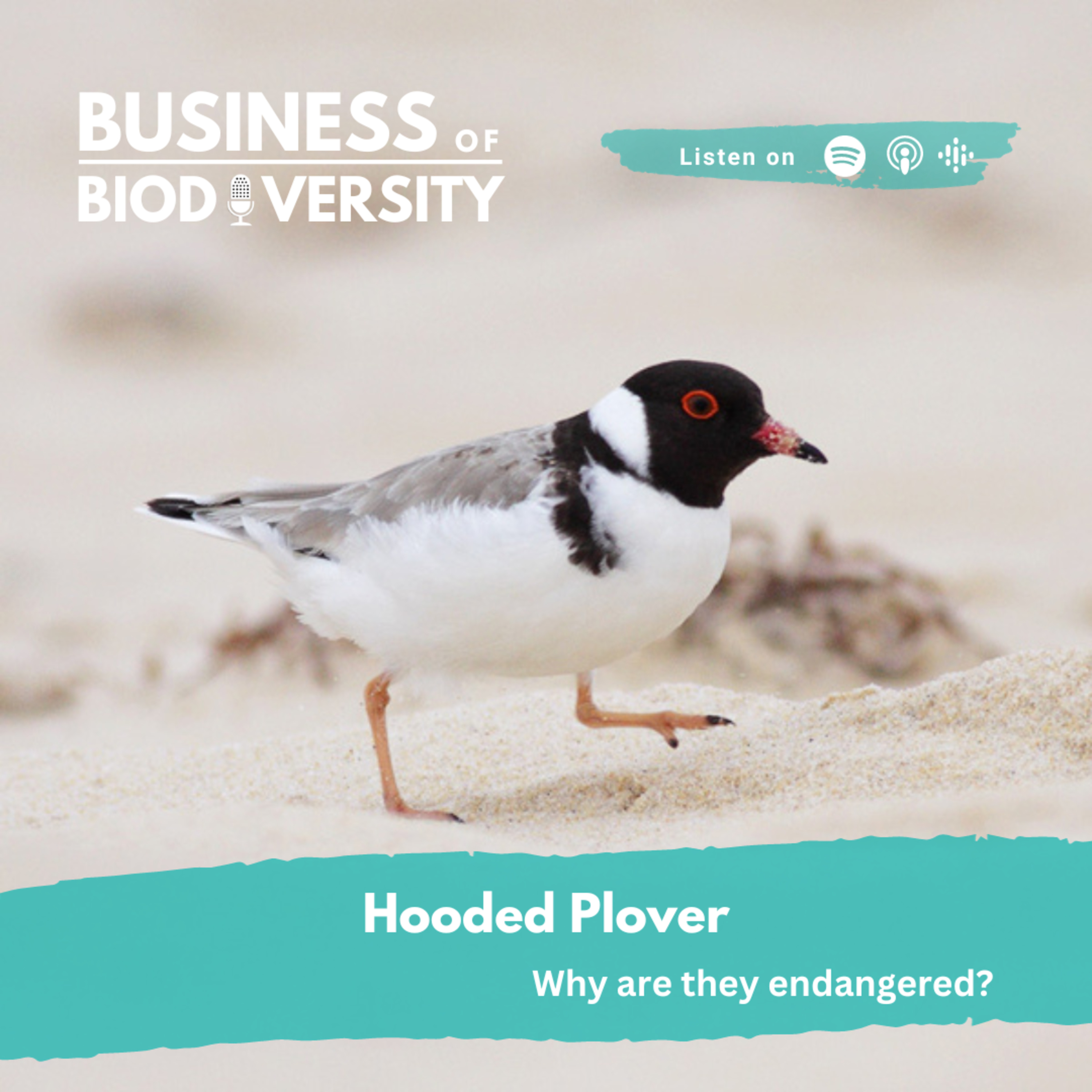 Biodiversity Bites - Beach-nesting birds: Share the Shore