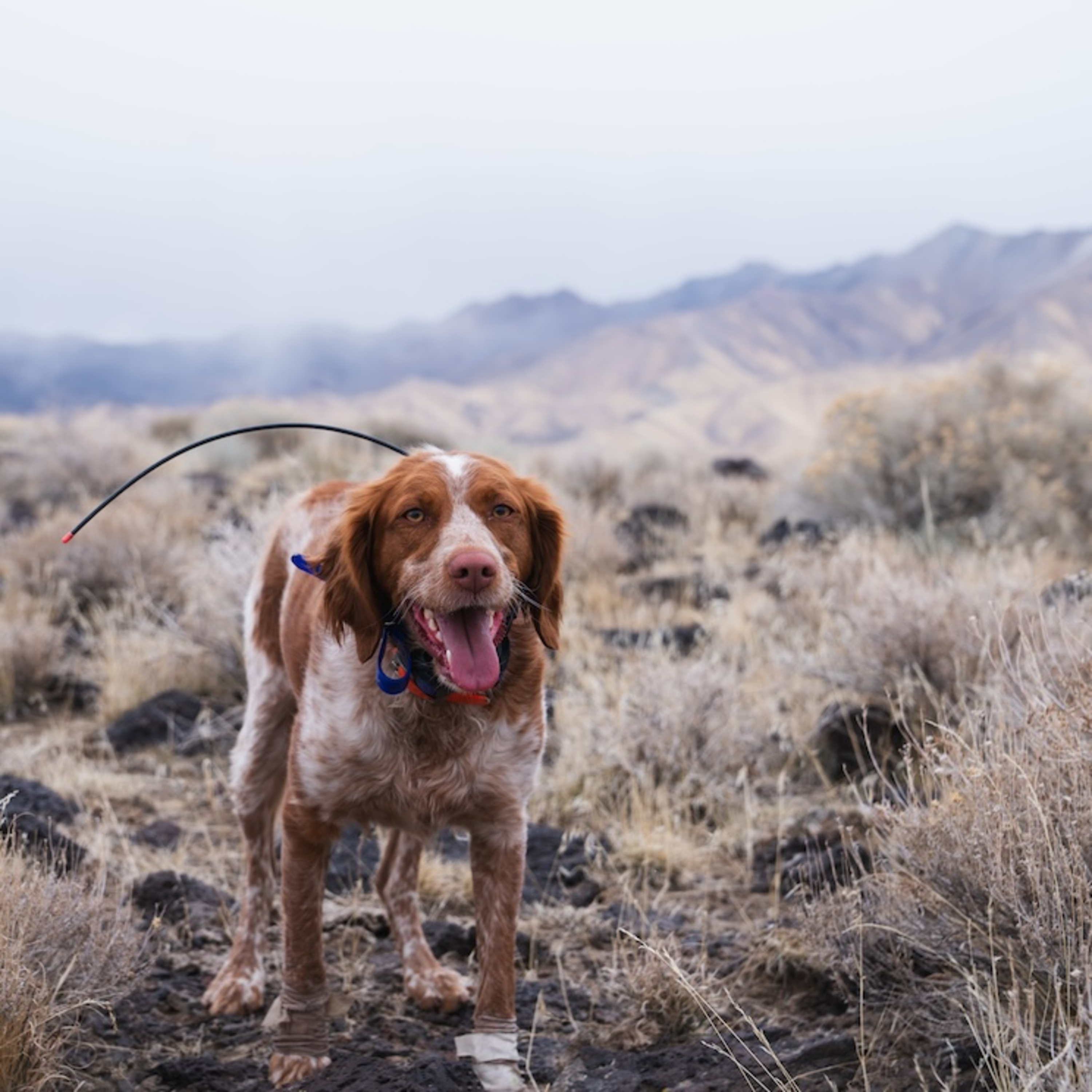 73: Strength Endurance, Speed Training vs Running Volume, and Am I Getting a Bird Dog?