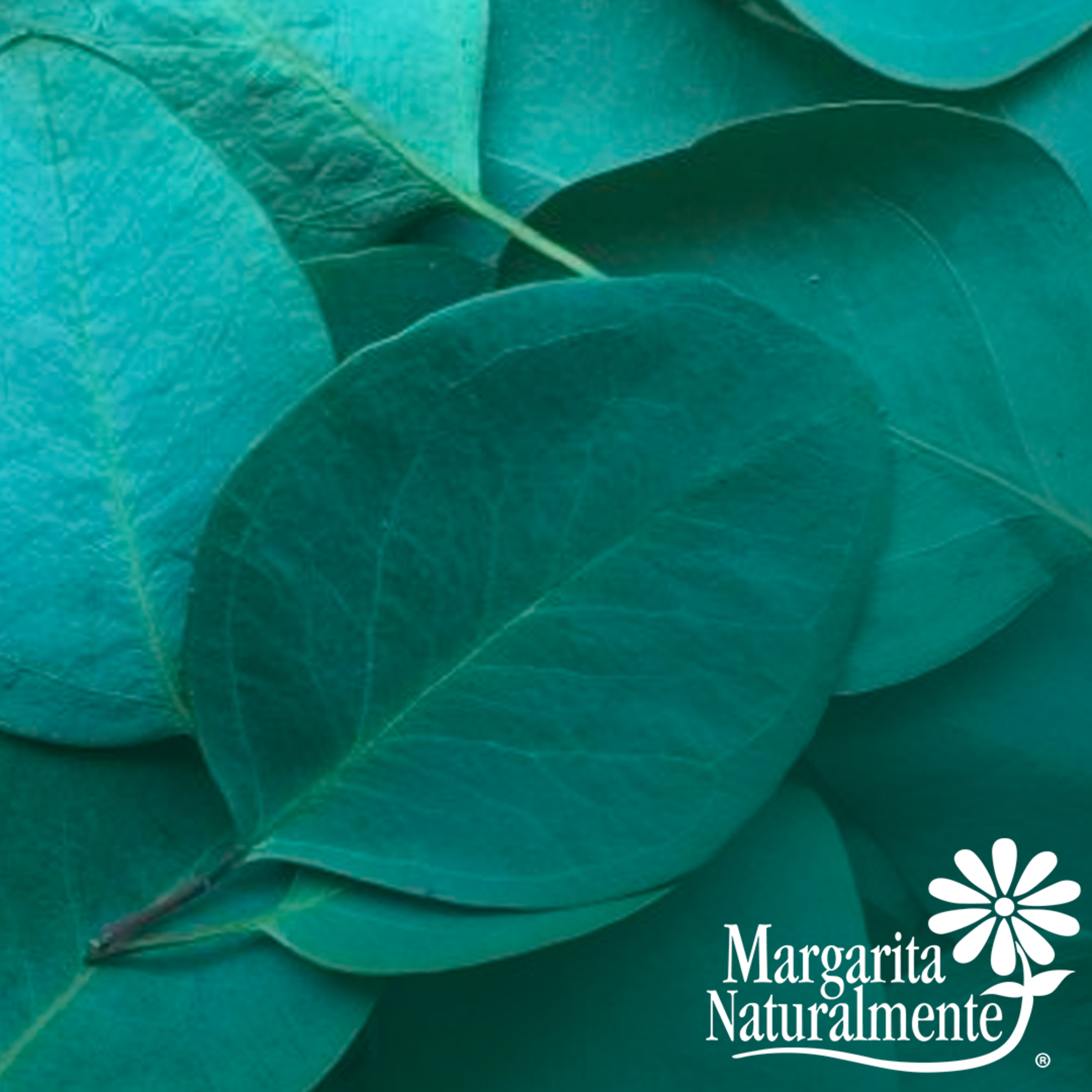 Fortalecer nuestro Sistema Inmune de manera natural episode artwork