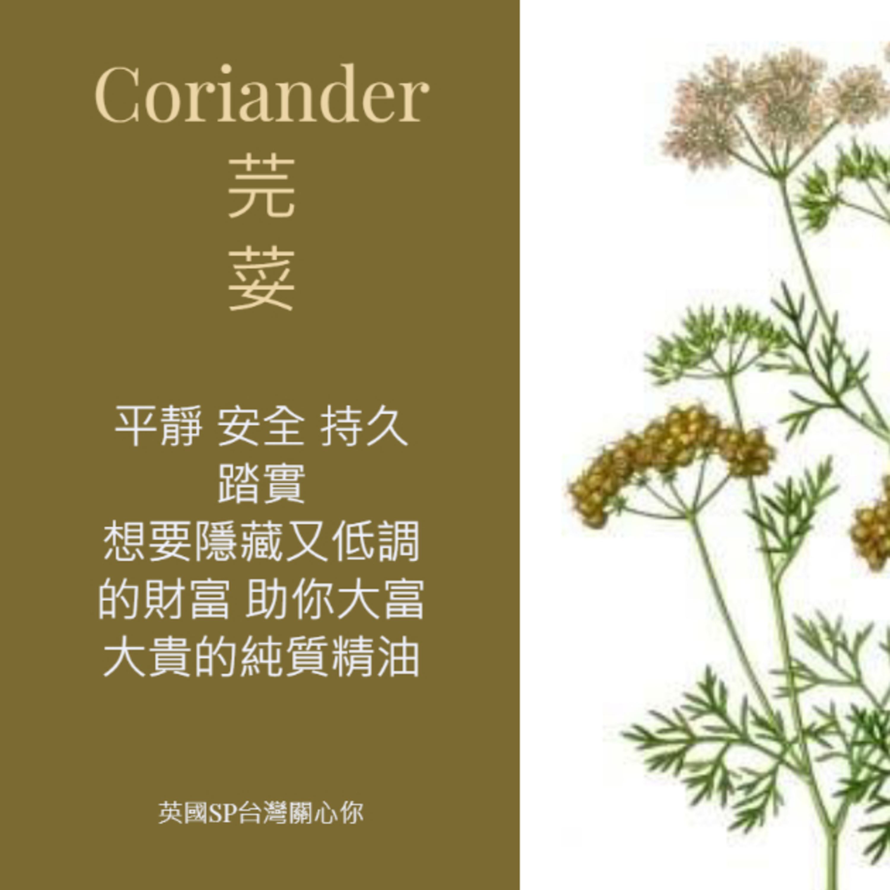 讓精油說故事 芫荽精油 Coriander